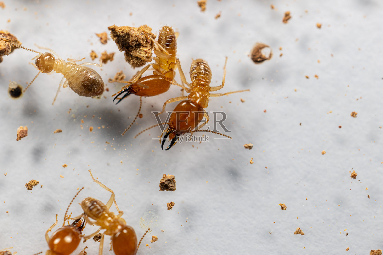 实验室中用于教育的小白蚁在培养皿中的特写镜头。照片摄影图片