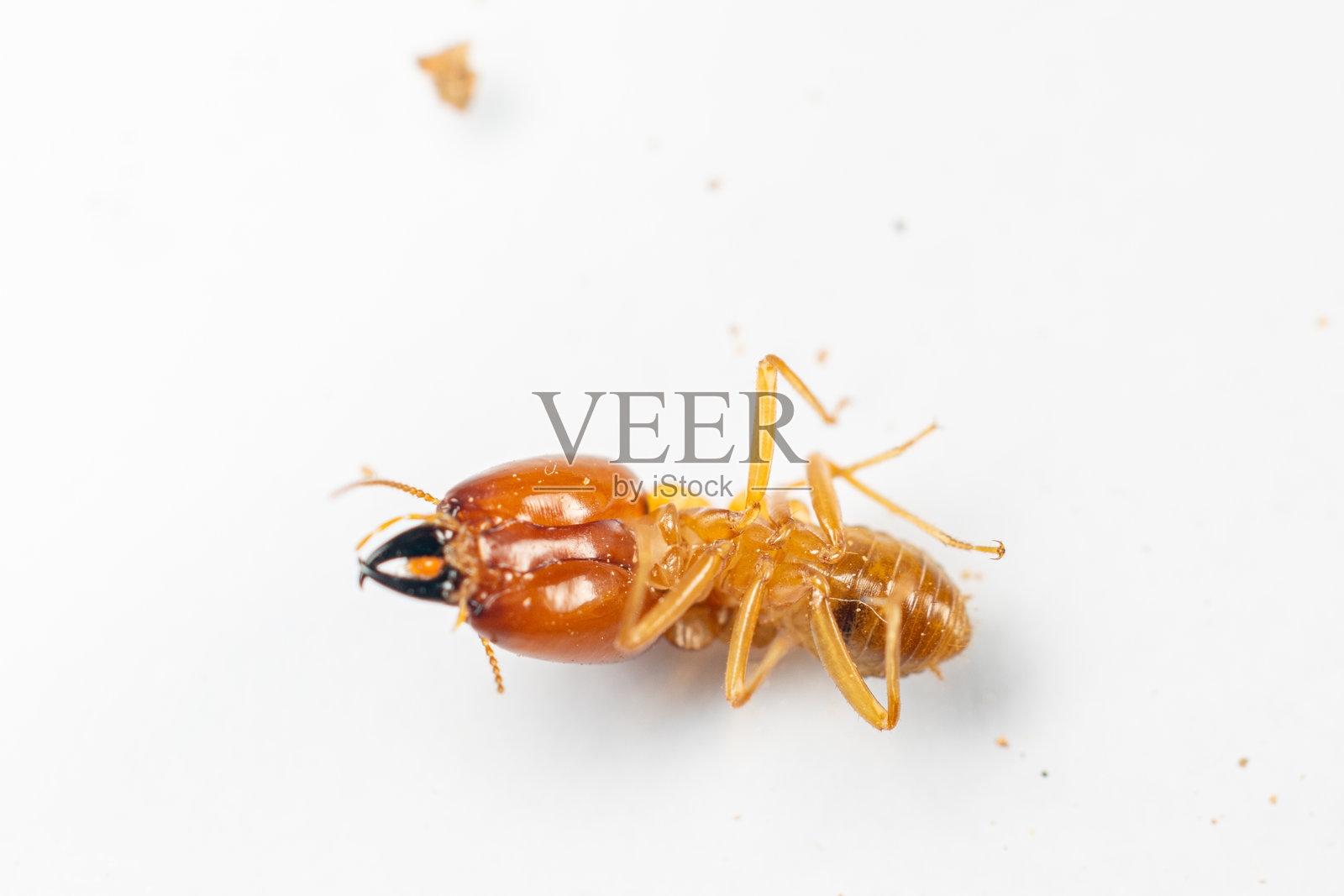 实验室中用于教育的小白蚁在培养皿中的特写镜头。照片摄影图片