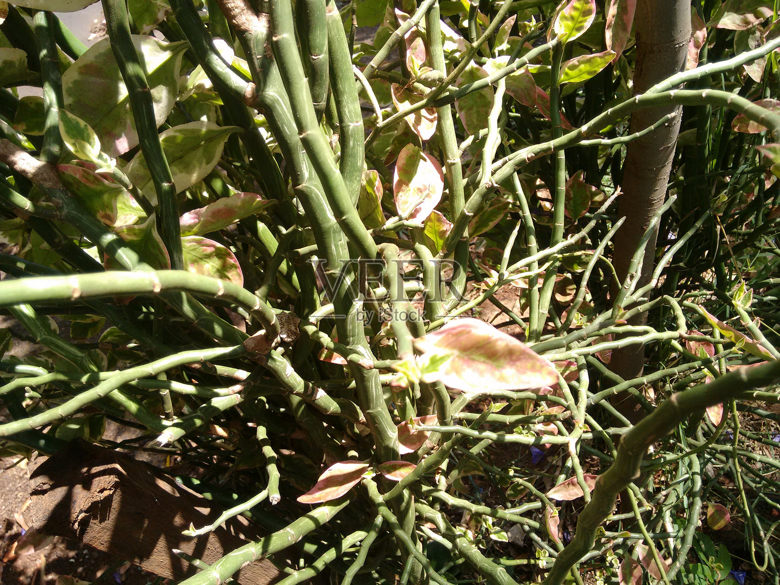 魔鬼的脊背（Pedilanthus tithymaloides）：自然之锯齿的美，观赏奇观，异国植物，具有独特形状的热带植物，魅力与特异性照片摄影图片