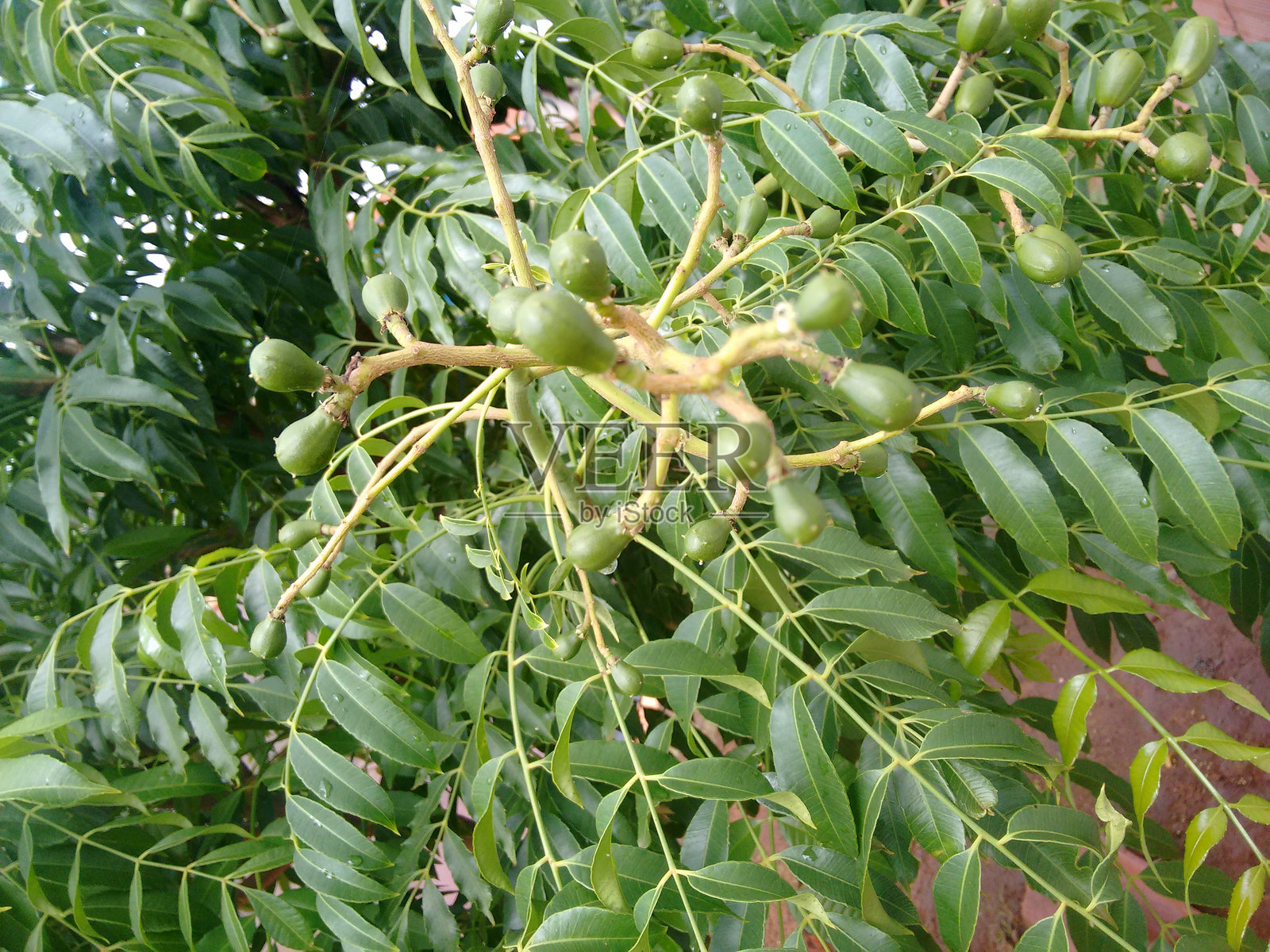 卡哈芒果：甜酸热带风味，甜酸，热带气候的乐趣照片摄影图片