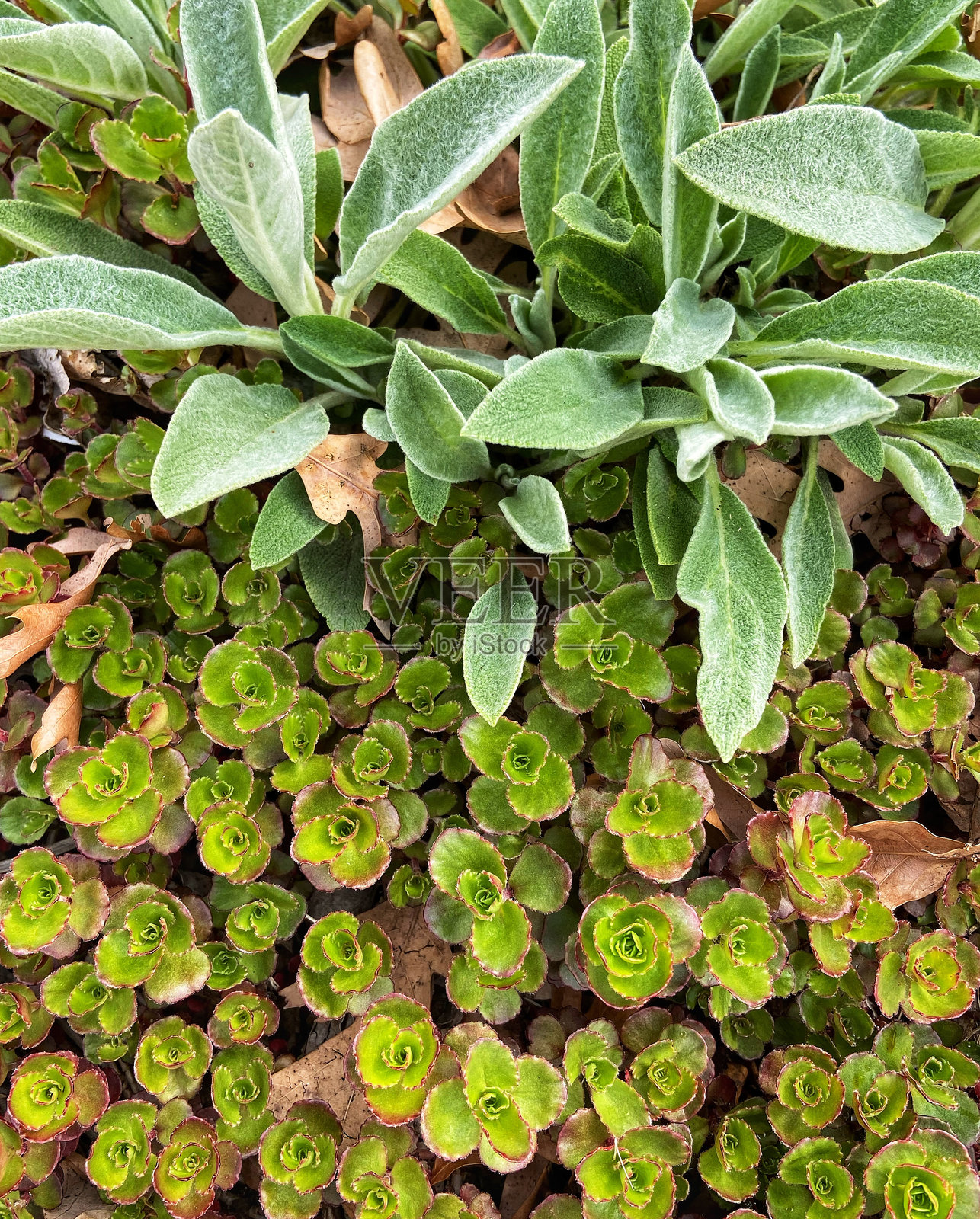 绿植的全景拍摄照片摄影图片