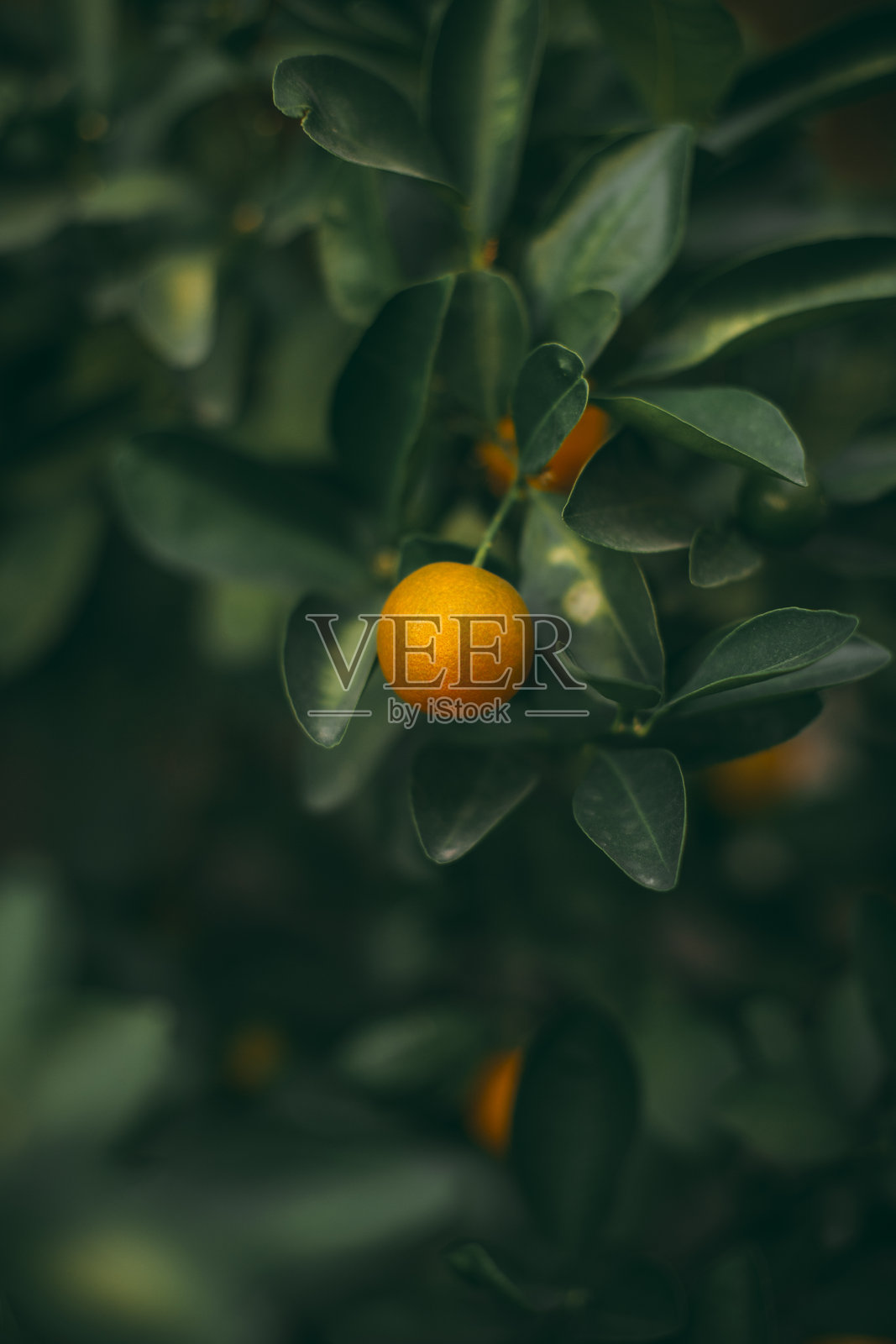 树上的橙色水果照片摄影图片