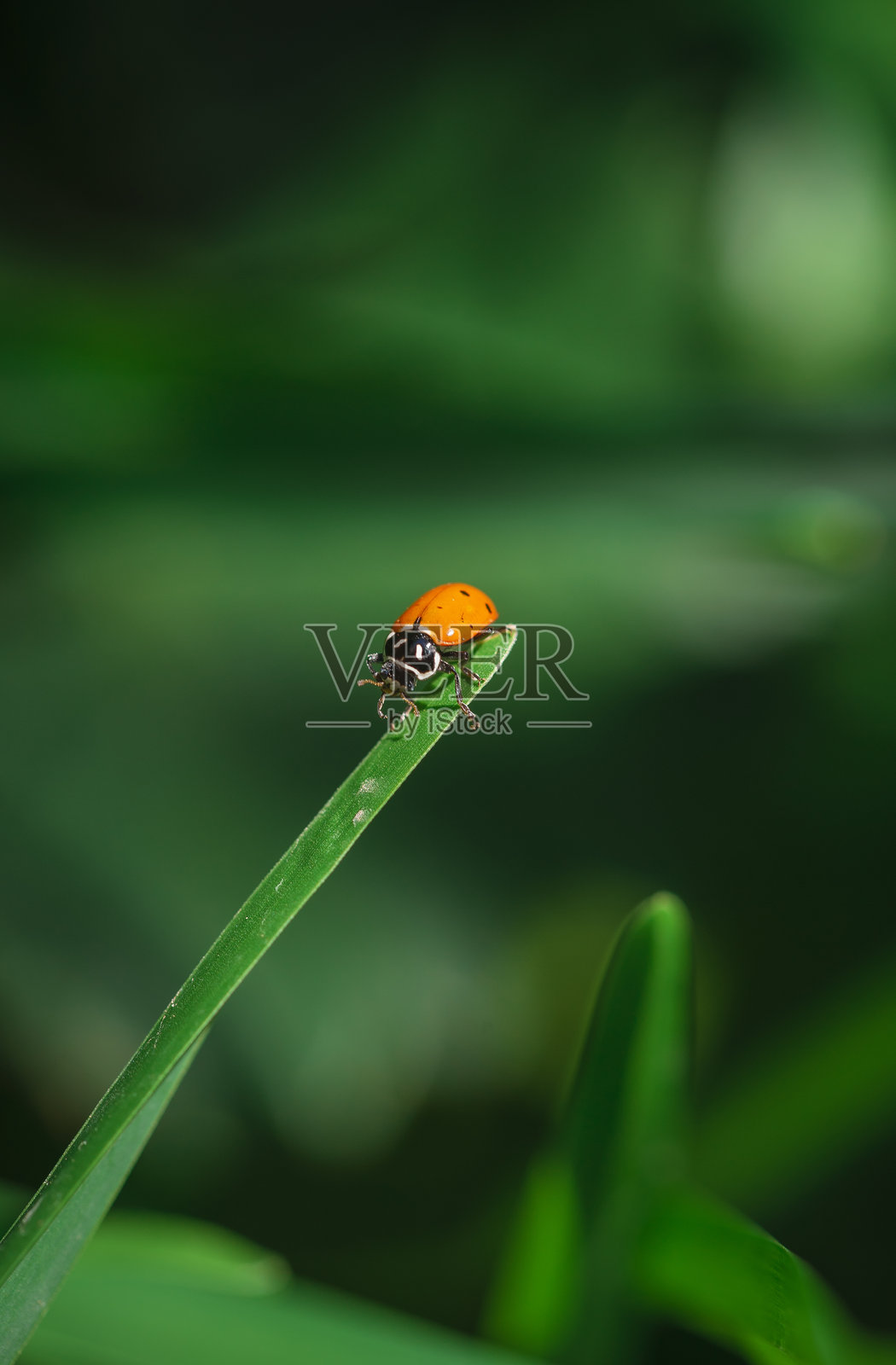 叶子上的瓢虫特写照片摄影图片