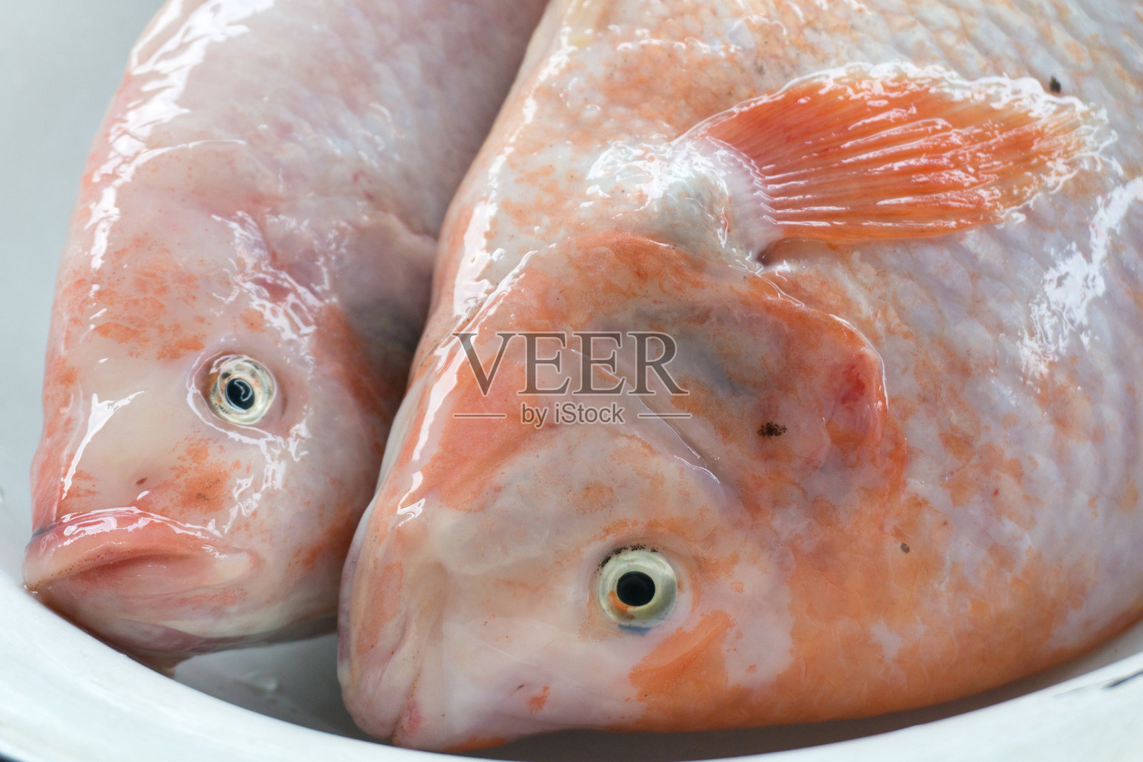 冰上的鱼特写照片摄影图片