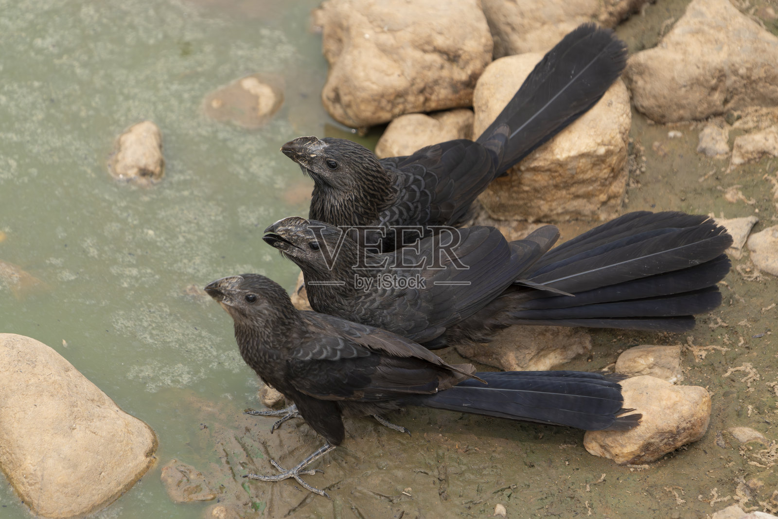 三只光嘴鸟照片摄影图片