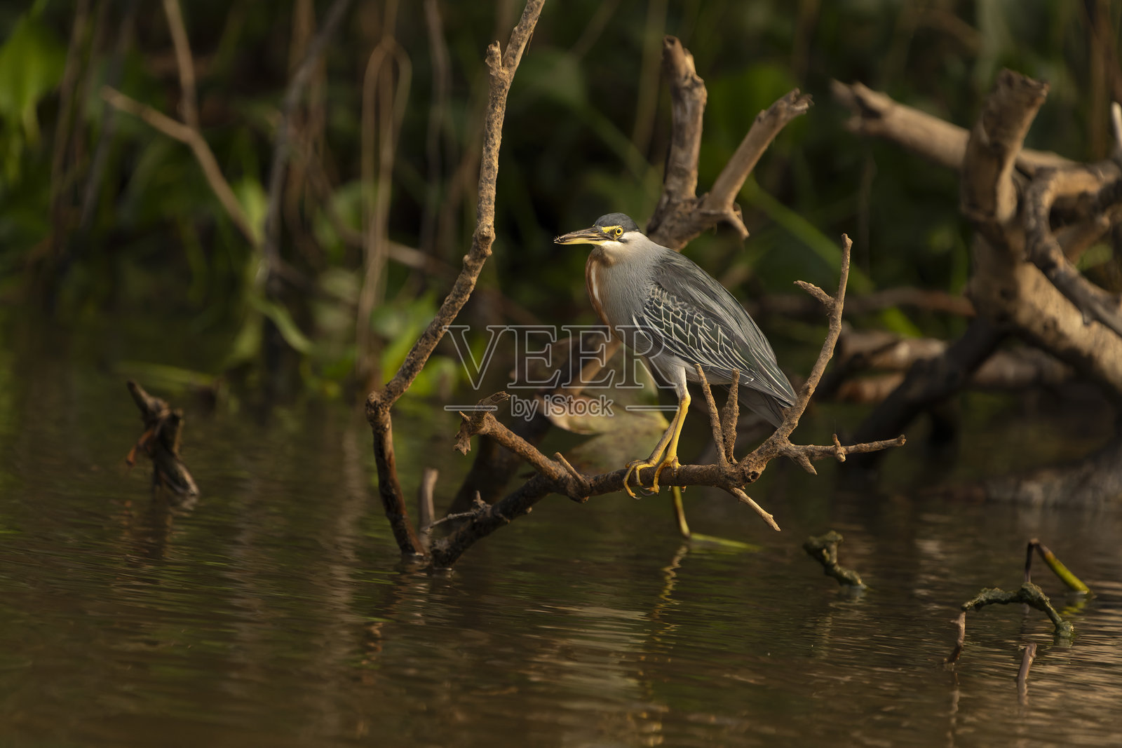 条纹苍鹭站在巴西潘塔纳尔河上方的树枝上，阴影中。照片摄影图片