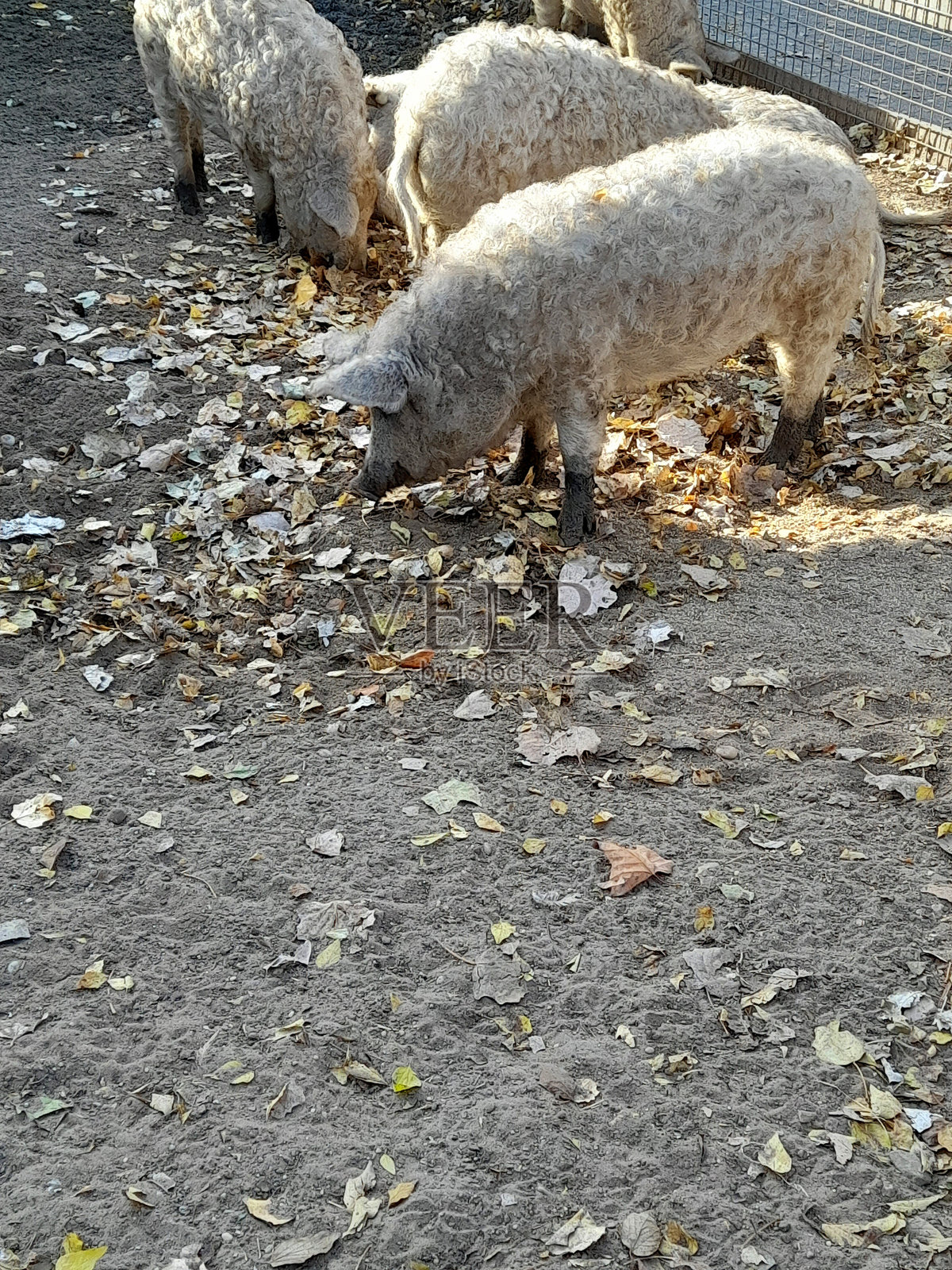 长毛猪照片摄影图片