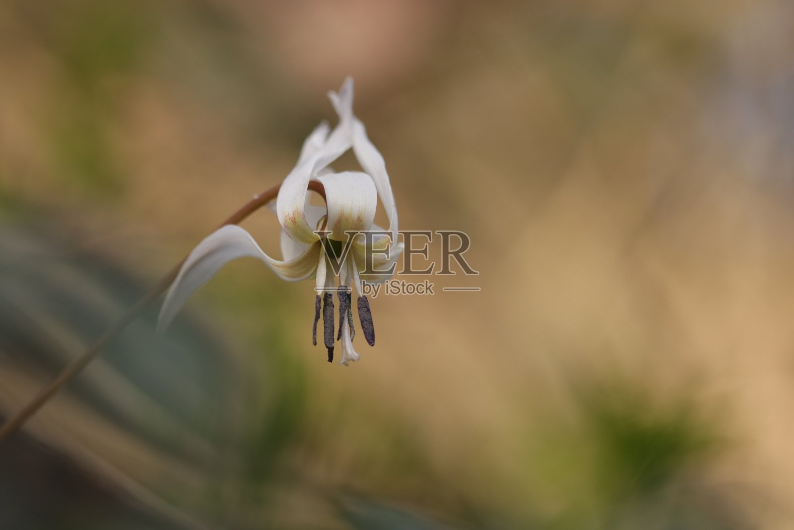 狗牙花照片摄影图片