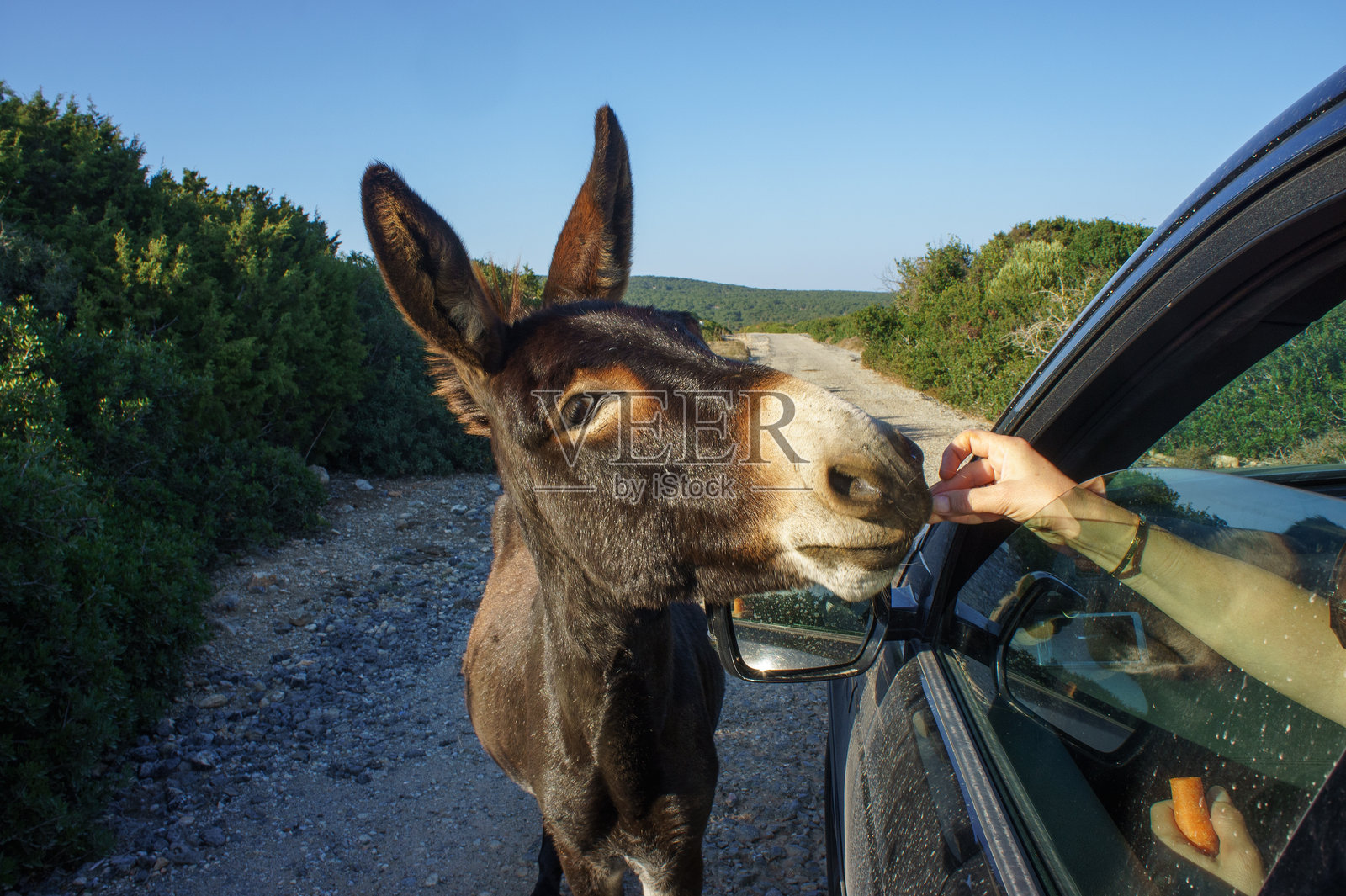 一只好奇的驴子在阳光明媚的乡村道路上伸手从车窗里拿美味的食物。照片摄影图片