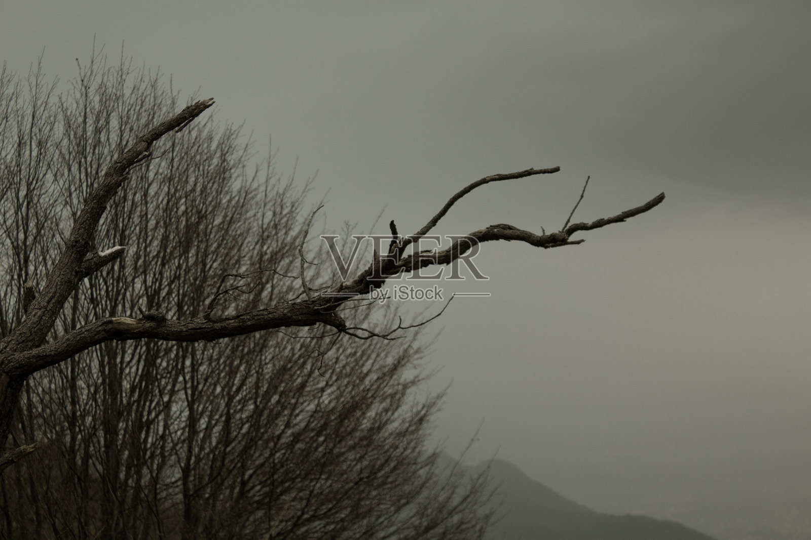 干枯的树枝照片摄影图片