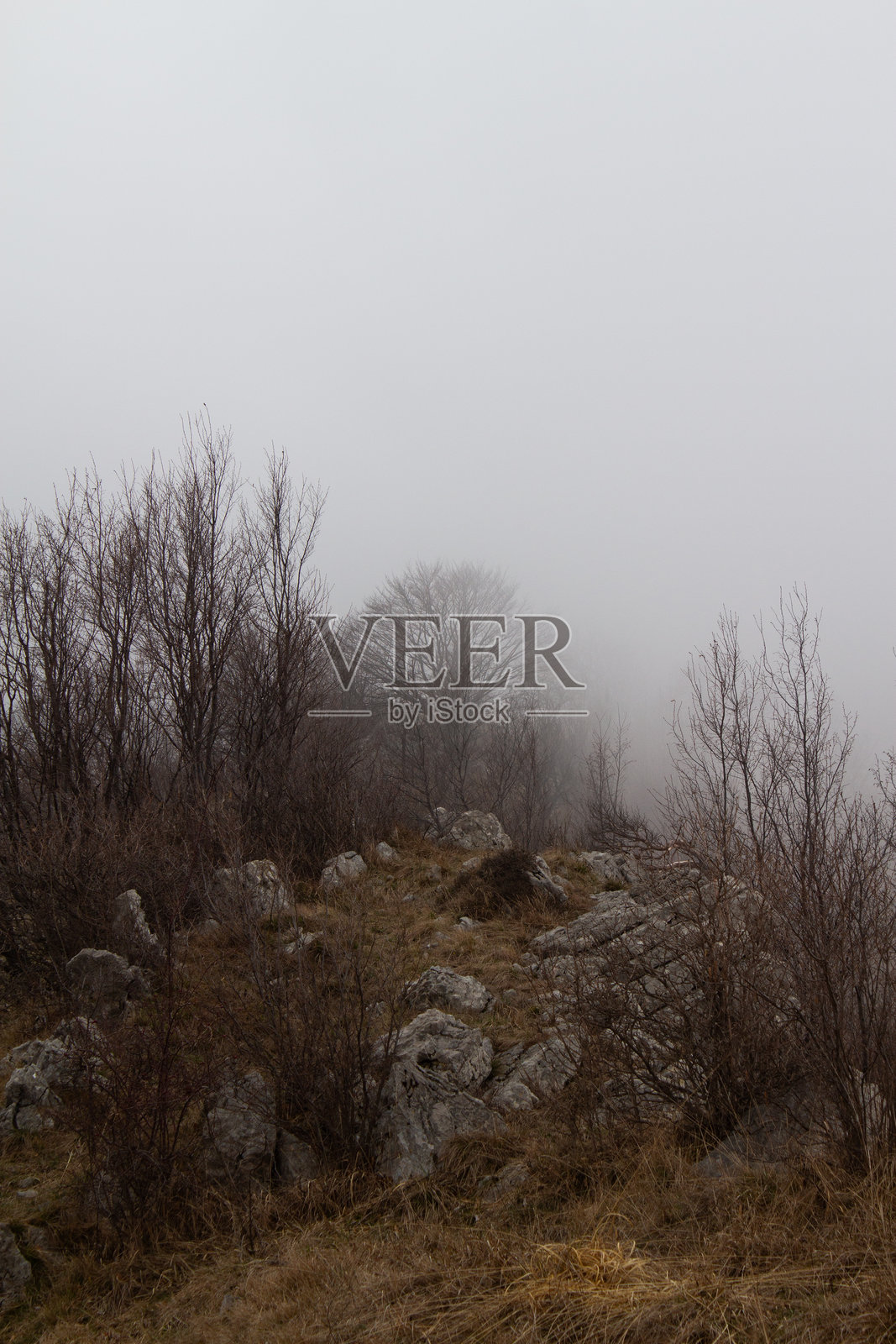 雾中的远处树木照片摄影图片