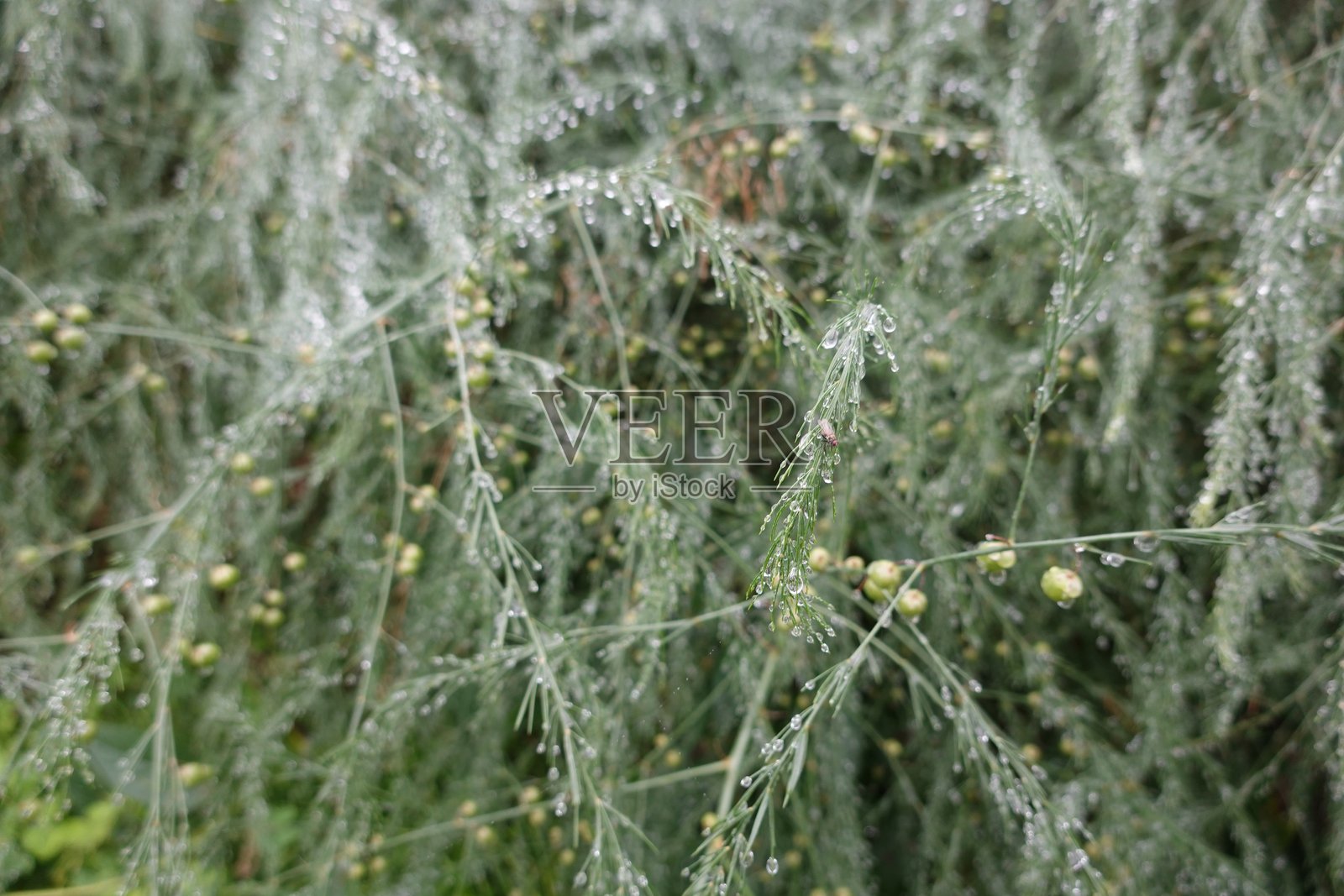 晨露覆盖的芦笋蕨照片摄影图片