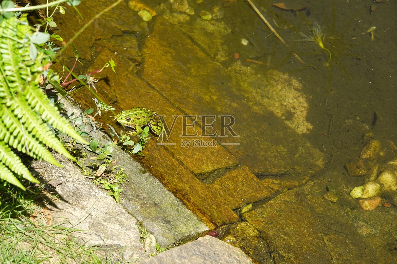 绿色青蛙栖息在池塘边缘照片摄影图片