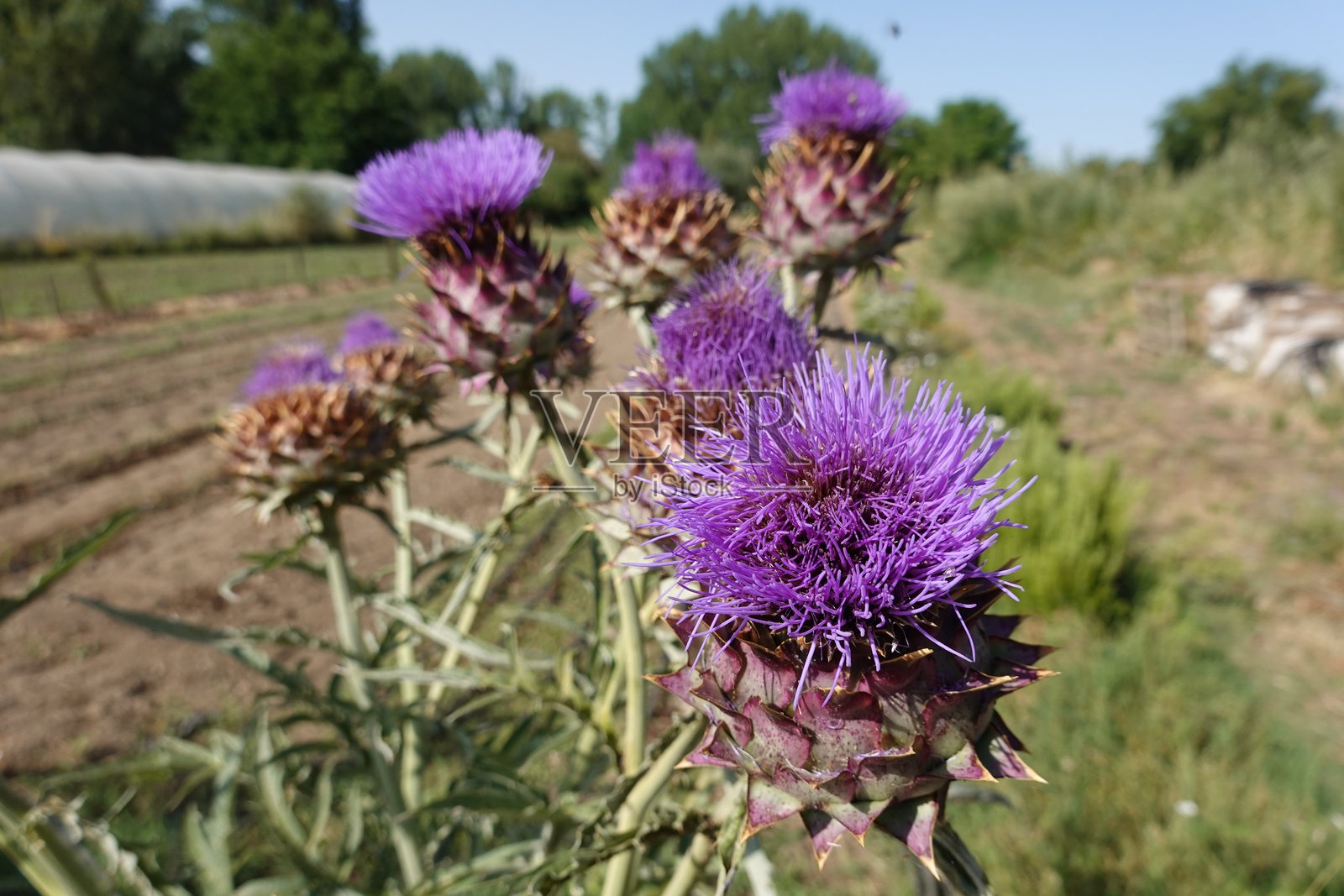 盛开的蓟花特写在田野中照片摄影图片