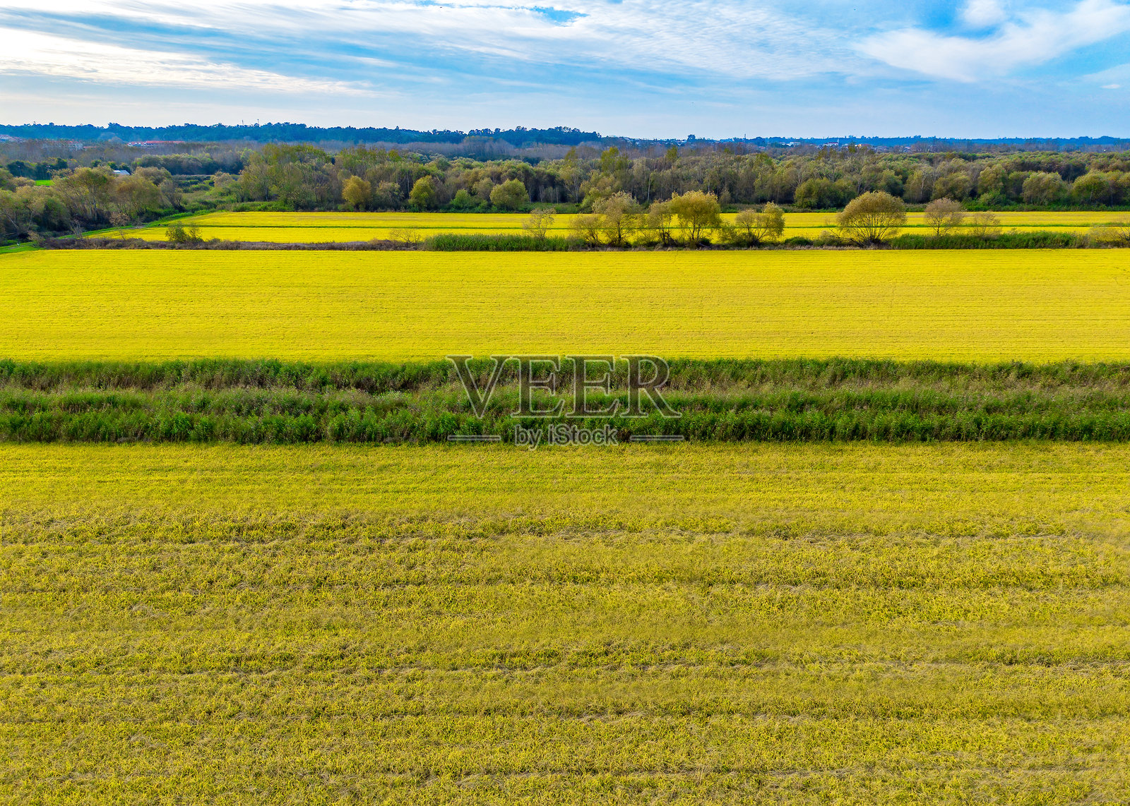收割时的稻田照片摄影图片