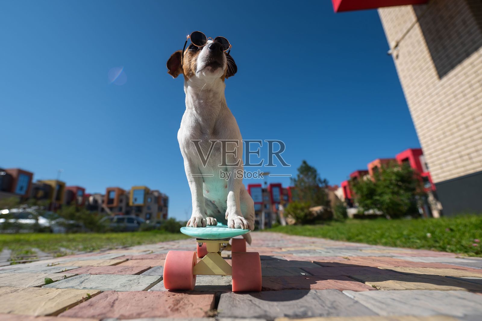 戴着太阳镜的杰克拉塞尔犬在阳光明媚的夏日户外滑板。照片摄影图片