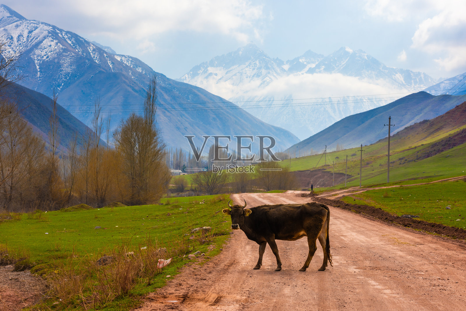 一头棕色的牛站在吉尔吉斯斯坦的泥土路上，背景是山脉风景。照片摄影图片
