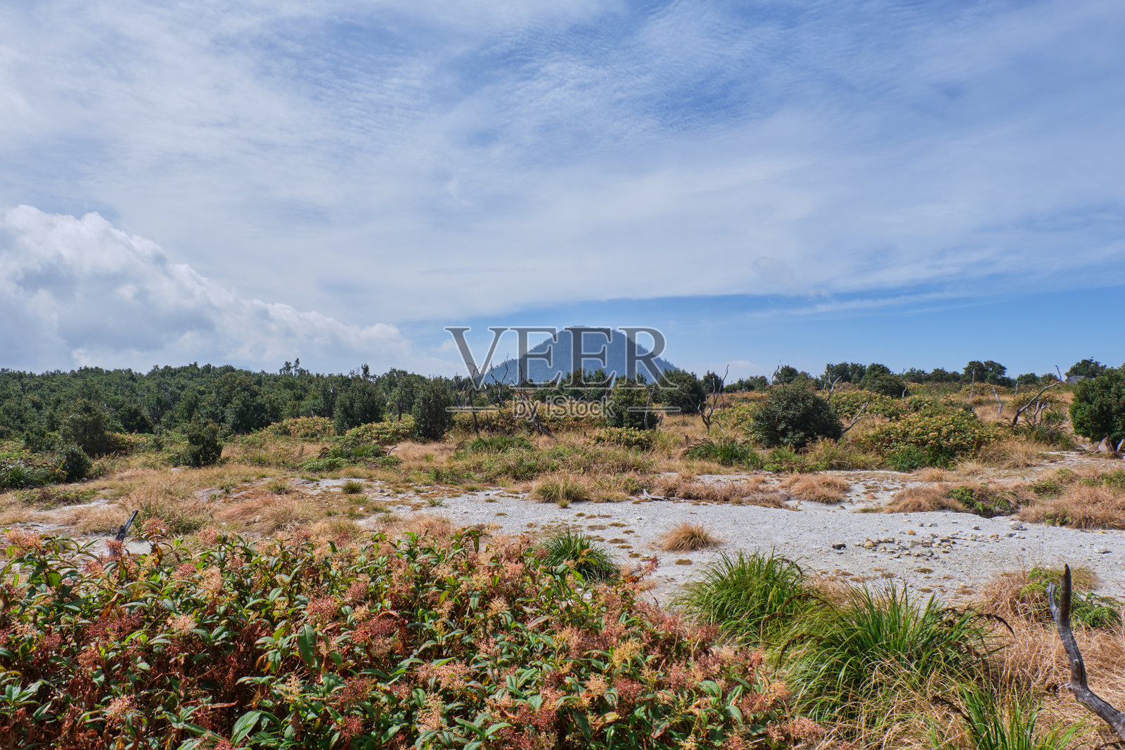 通往雄伟山脉的草地照片摄影图片