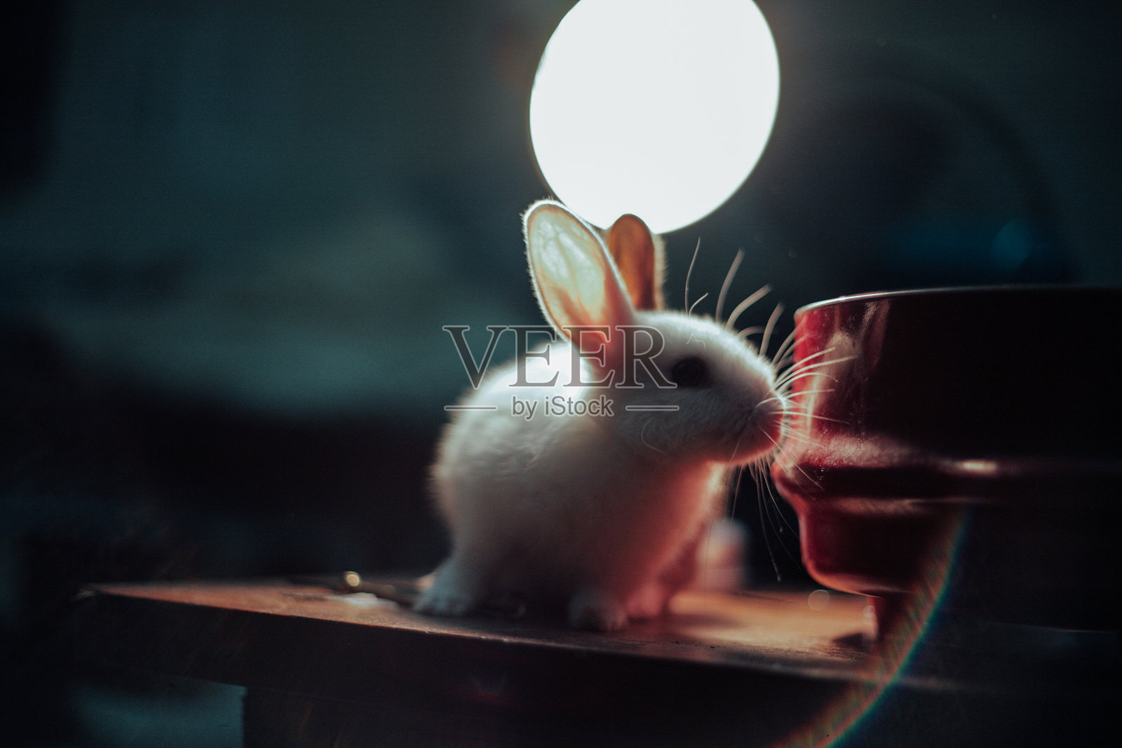 可爱的泰国兔子照片摄影图片