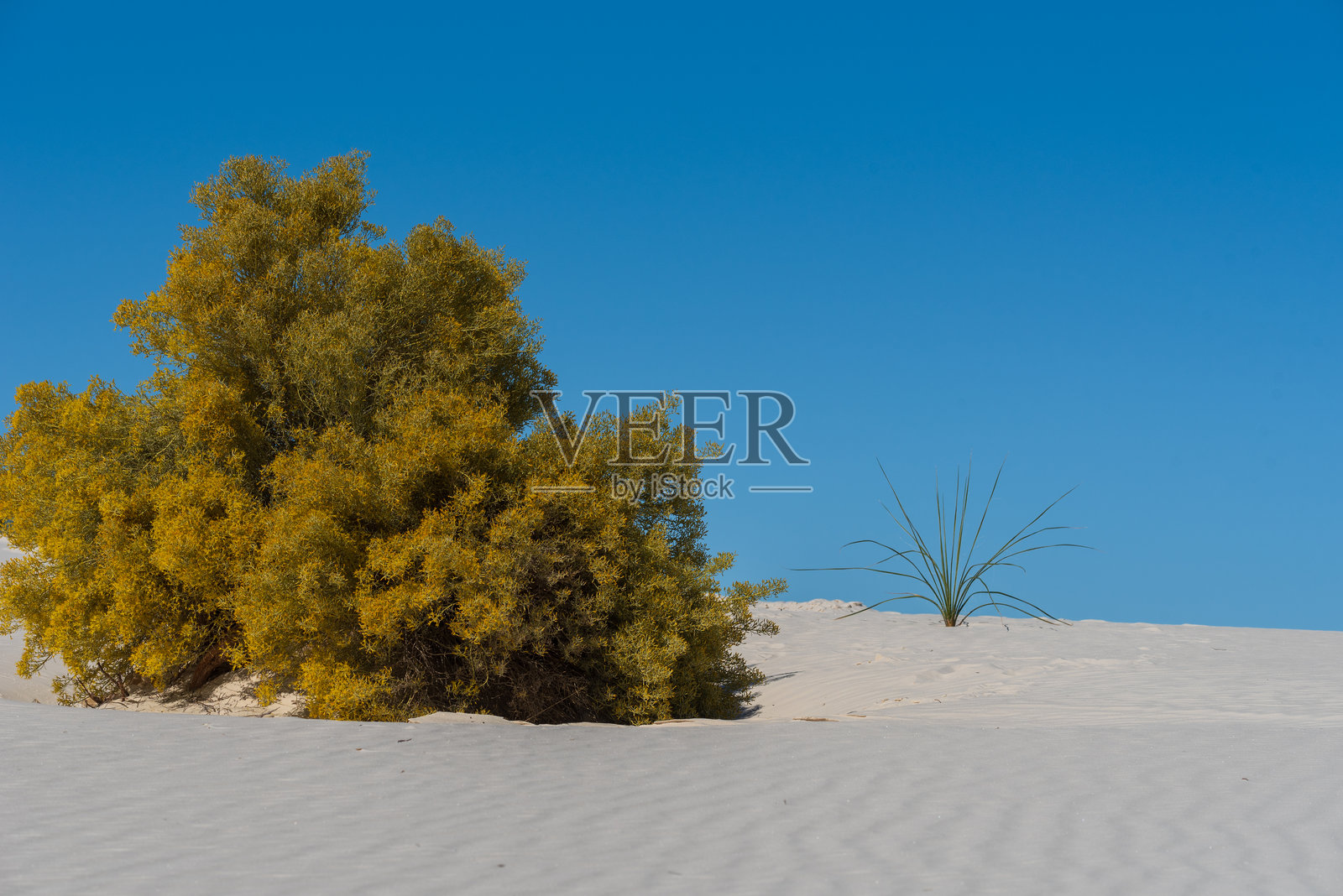 新墨西哥州白沙国家公园沙丘上的一丛灌木景观照片摄影图片