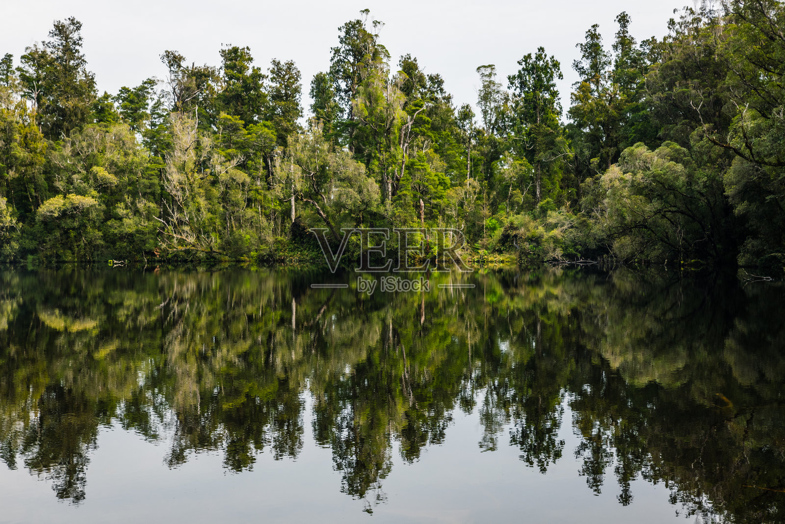 森林中湖面上树木的倒影与天空相映照片摄影图片
