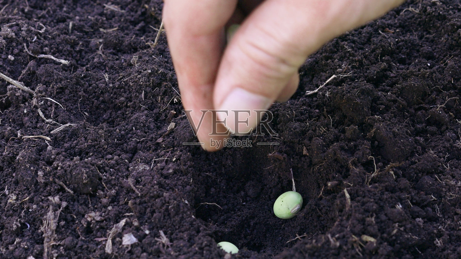 大豆照片摄影图片