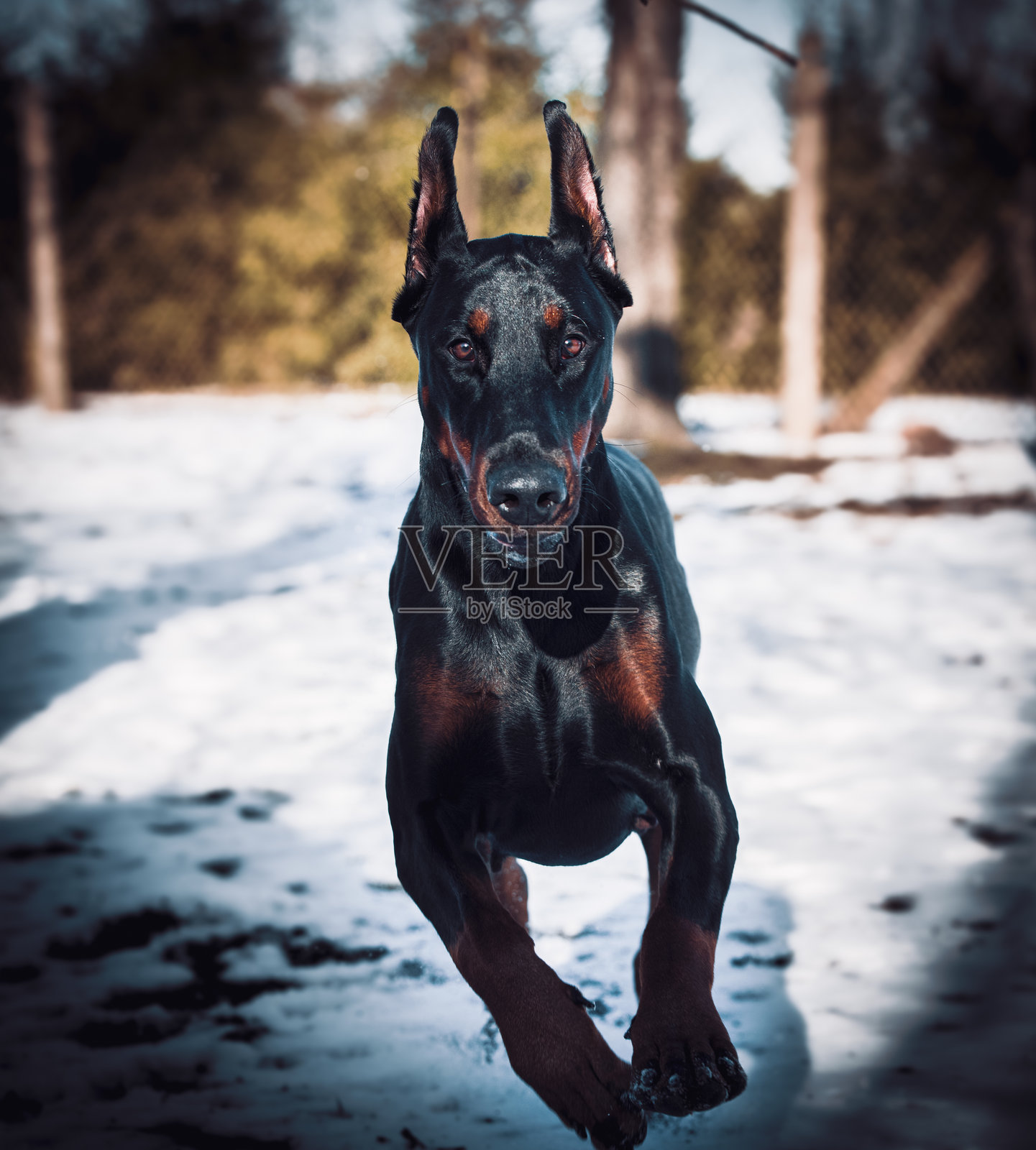 雪中的黑狗肖像照片摄影图片