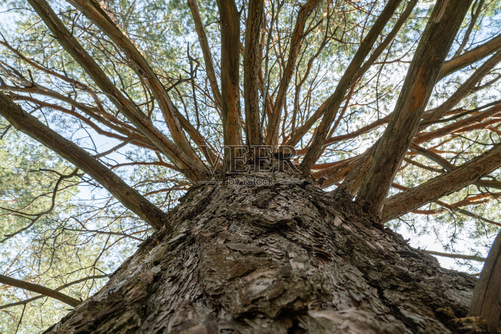 仰望一棵高大的树，树枝繁茂，天空晴朗。照片摄影图片