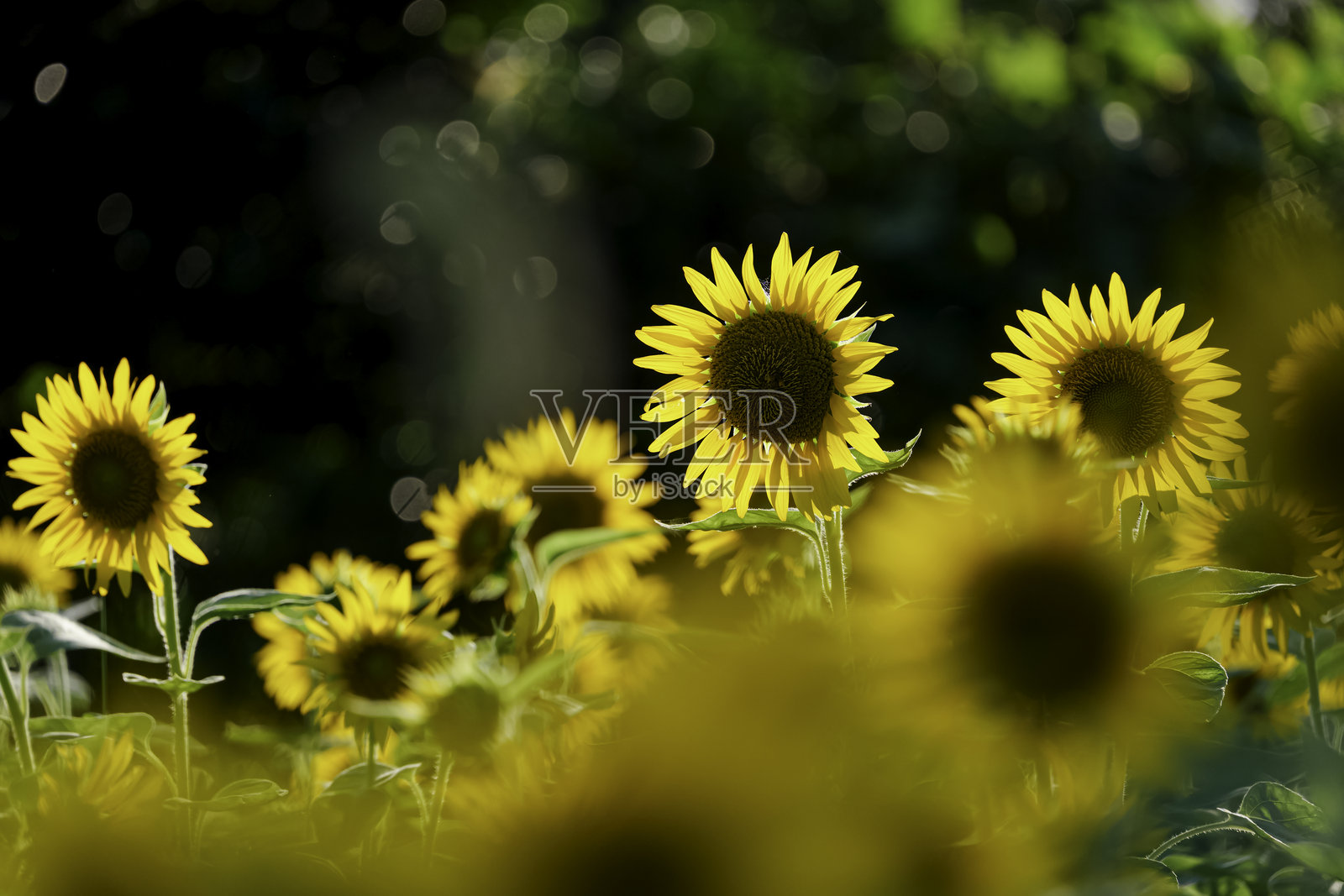 盛开的向日葵，田野，仲夏风景，清新，怀旧照片摄影图片