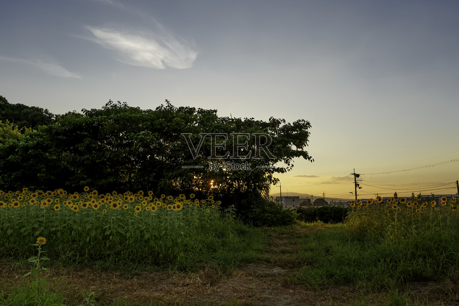 黄昏时分的向日葵田，夏季风光照片摄影图片