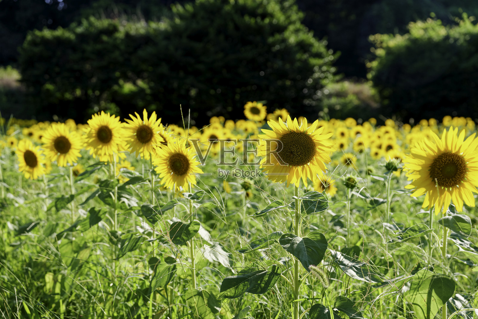 盛开的向日葵，田野，仲夏风景，清新，怀旧照片摄影图片