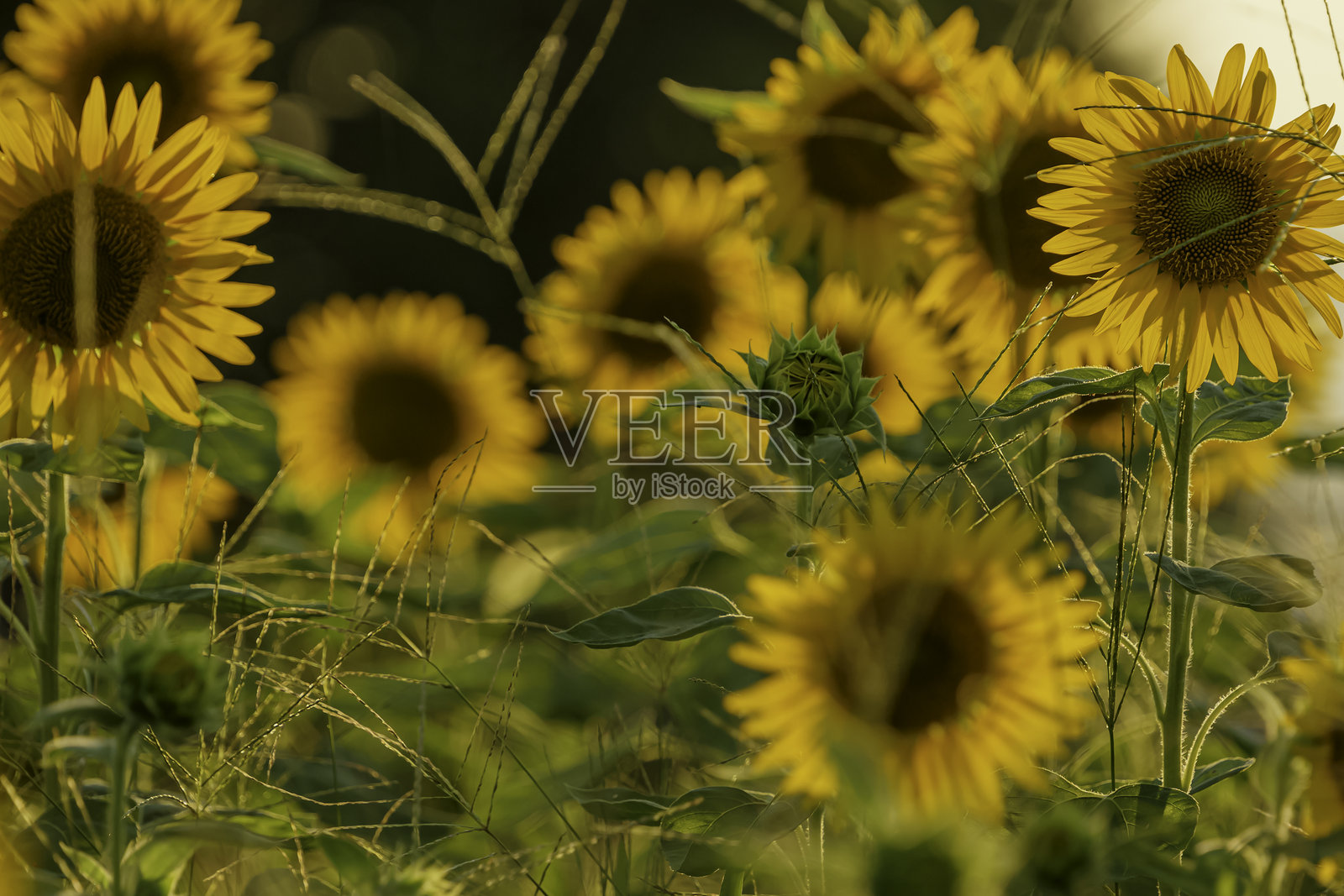 黄昏时分的向日葵特写，夏季风景照片摄影图片