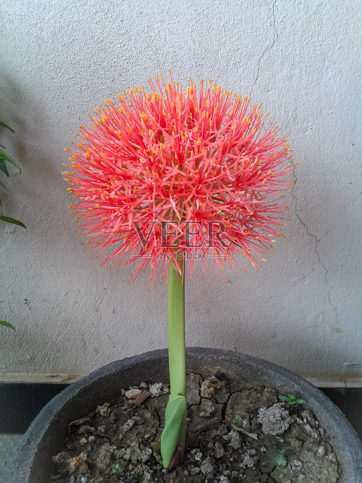 红色足球百合花。其学名为Scadoxus multiflorus。照片摄影图片