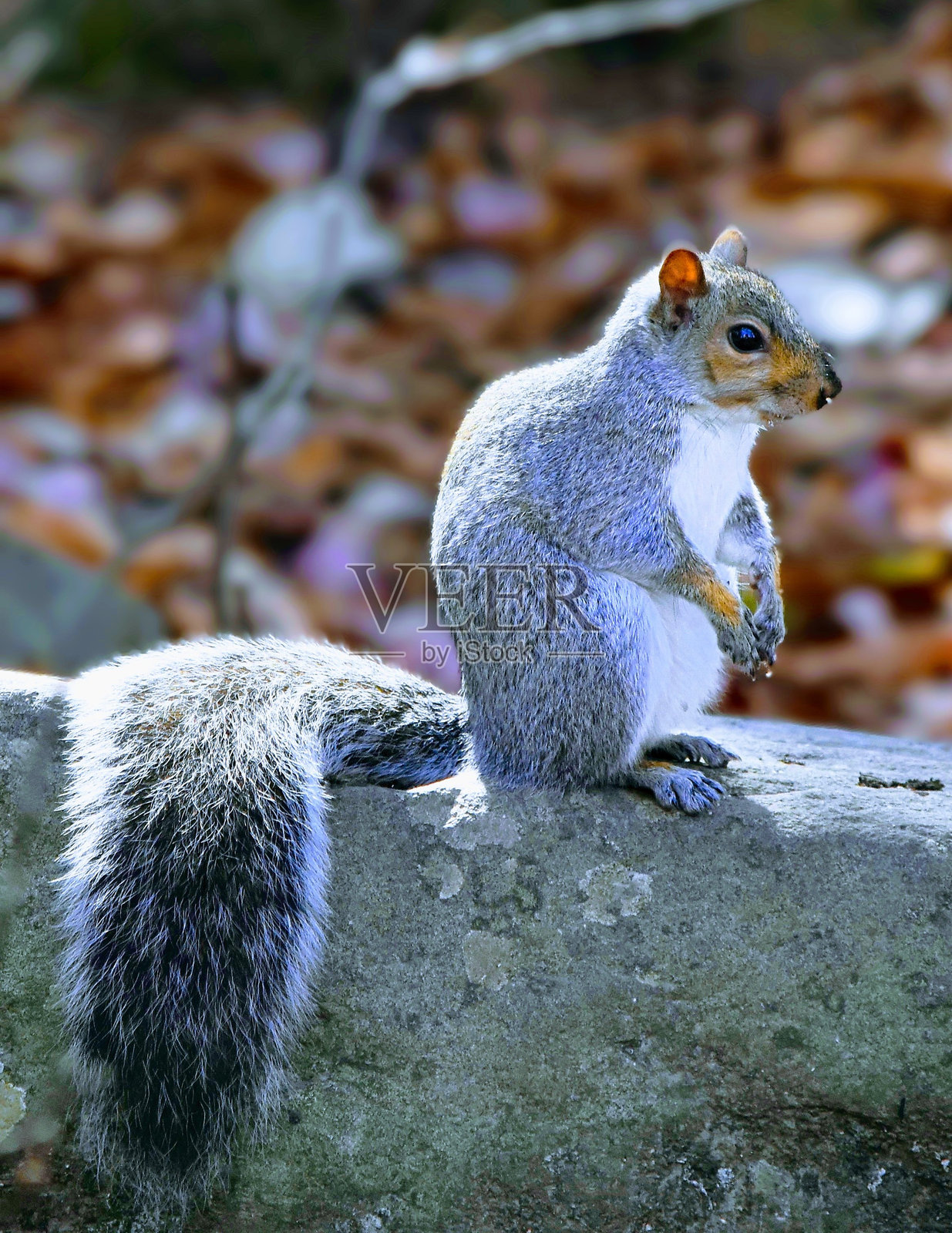 松鼠照片摄影图片
