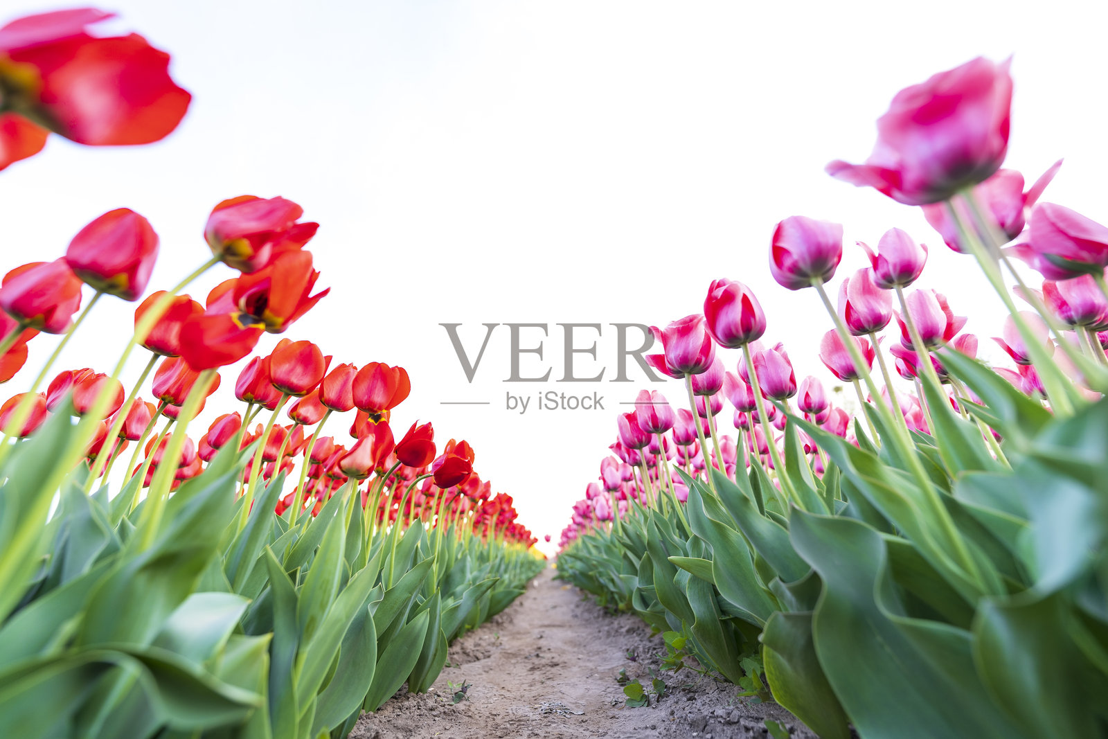 美丽的郁金香盛开。照片摄影图片