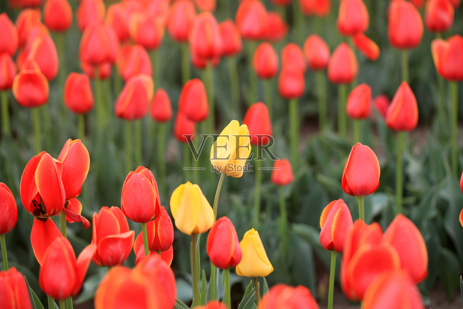 美丽的郁金香盛开。照片摄影图片