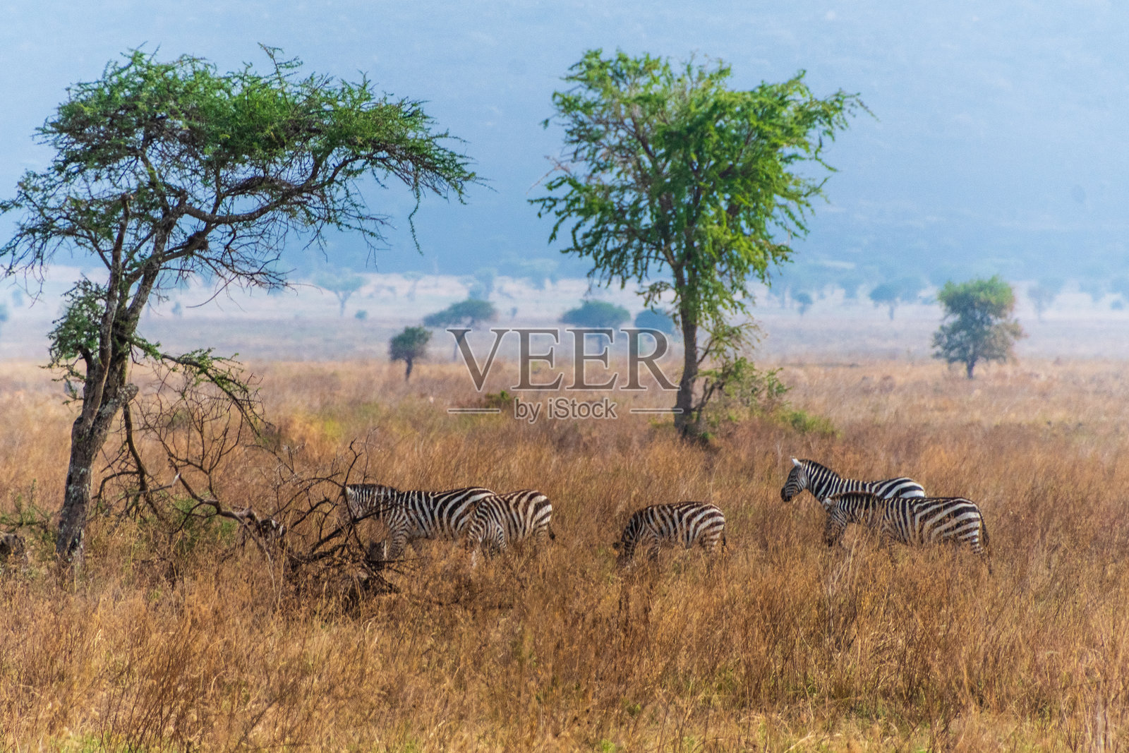 塞伦盖蒂的斑马照片摄影图片