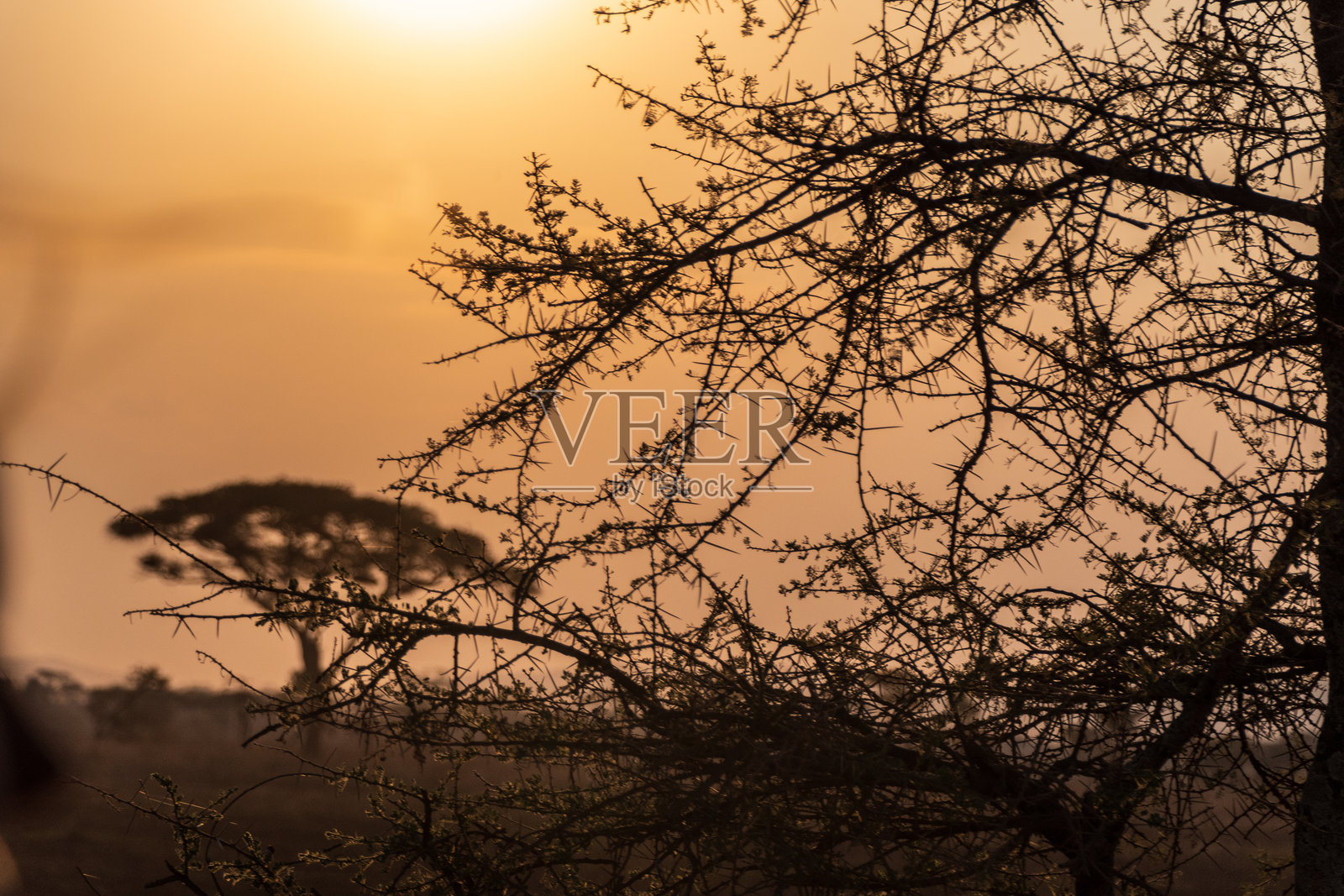 塞伦盖蒂的日落照片摄影图片