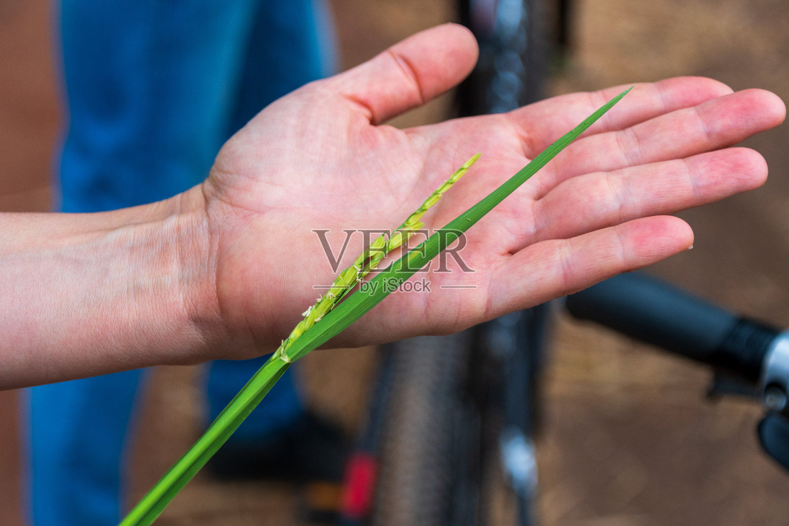 姆托瓦姆布的稻田种植照片摄影图片