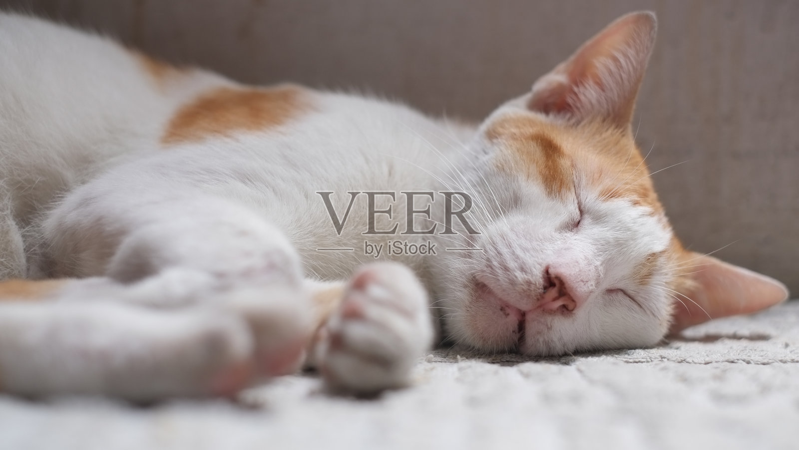 家猫正在白色垫子上睡觉照片摄影图片