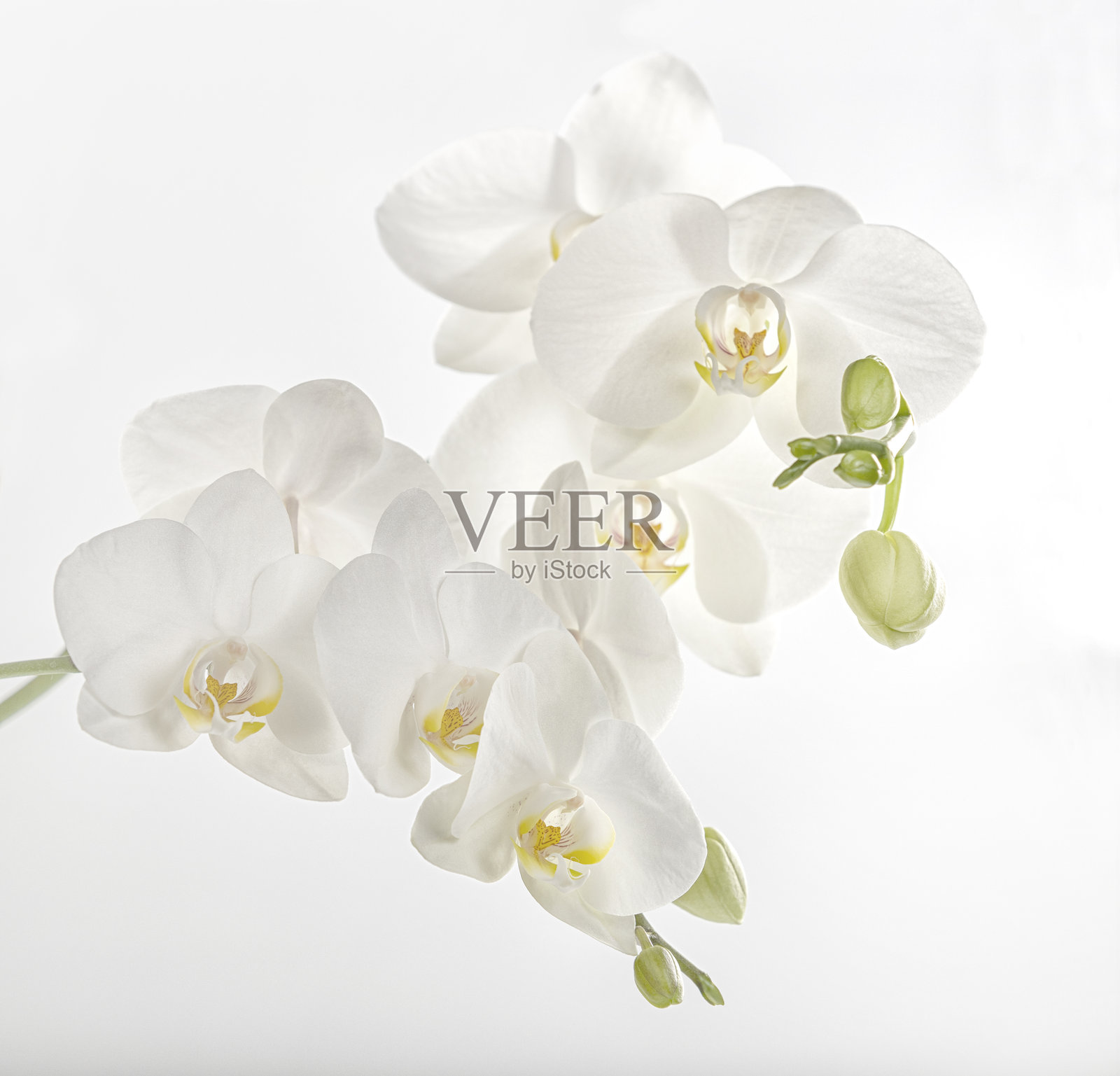 白色兰花照片摄影图片