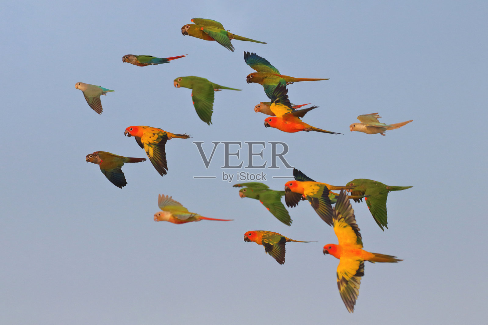 鹦鹉照片摄影图片