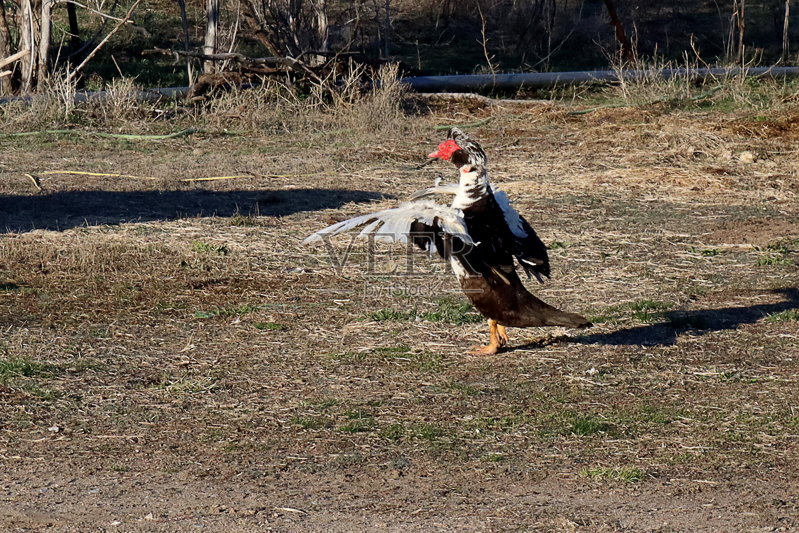 德雷克鸭照片摄影图片