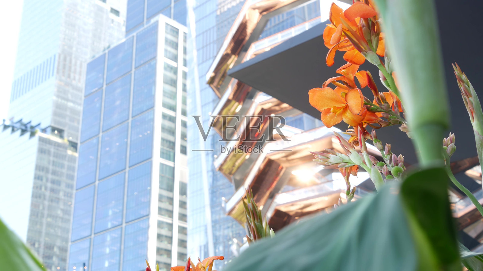 纽约市，哈德逊园区，曼哈顿中城切尔西的城市建筑。花朵盛开。照片摄影图片