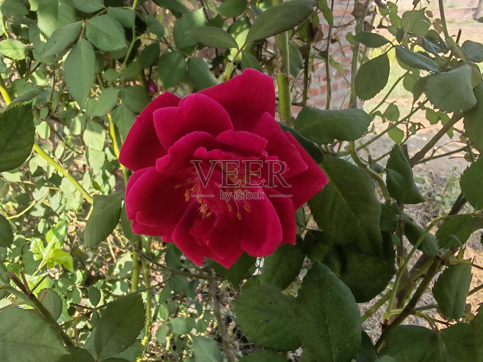 美丽的红色花朵附着在植物上照片摄影图片