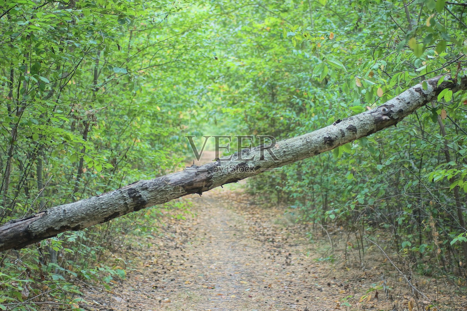 一棵大型灰色倒下的树木横卧在绿草中的沙土小径上照片摄影图片