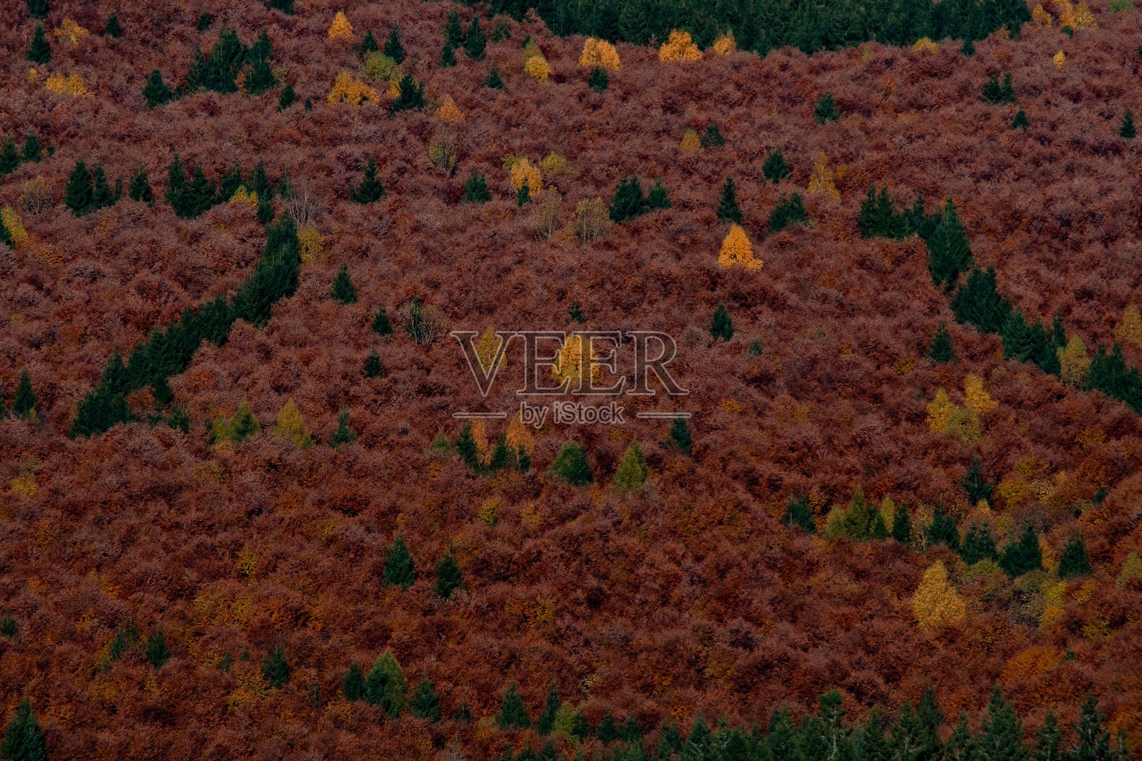 秋季森林的生动航拍视角。照片摄影图片