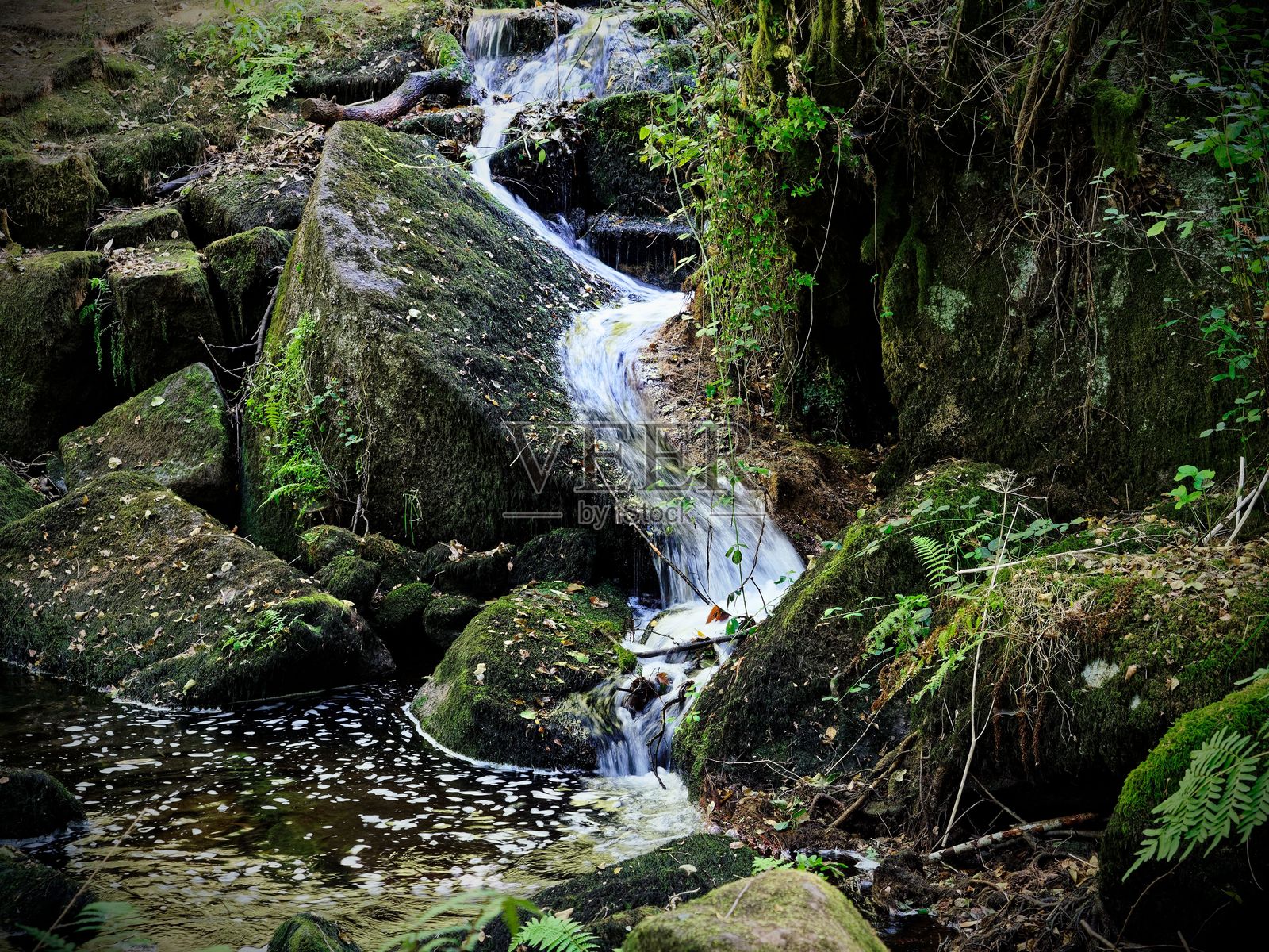 宁静的森林溪流与郁郁葱葱的绿植照片摄影图片