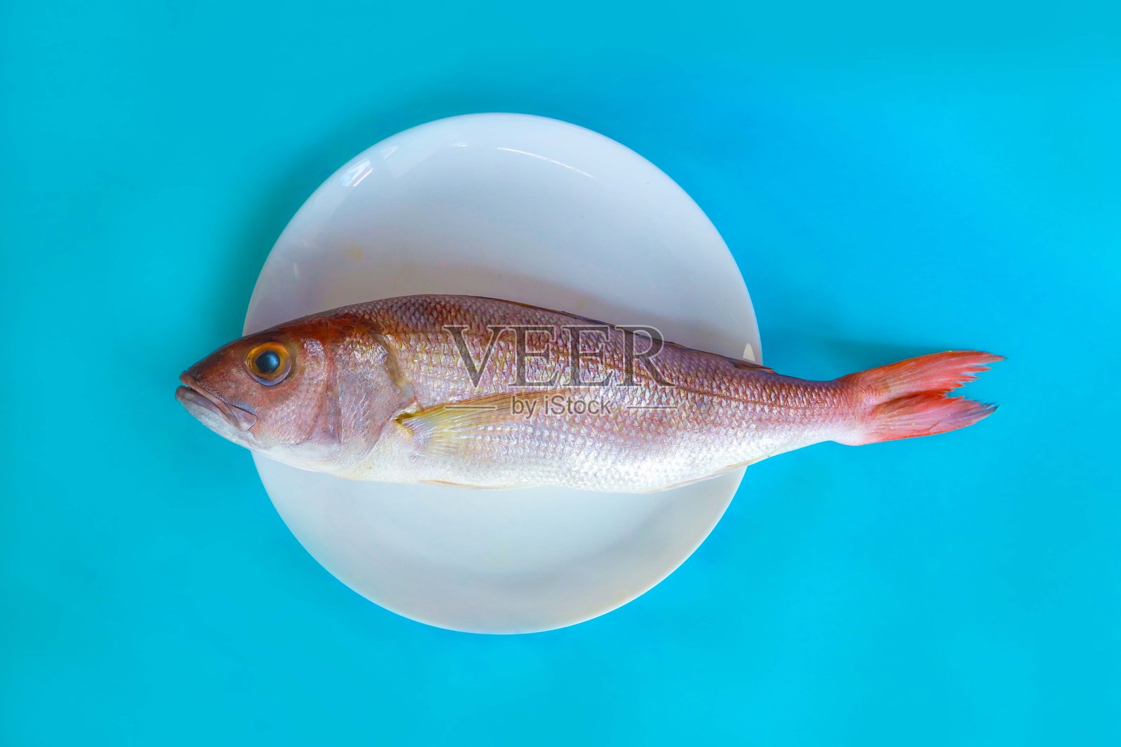 白盘中的海鲷鱼照片摄影图片