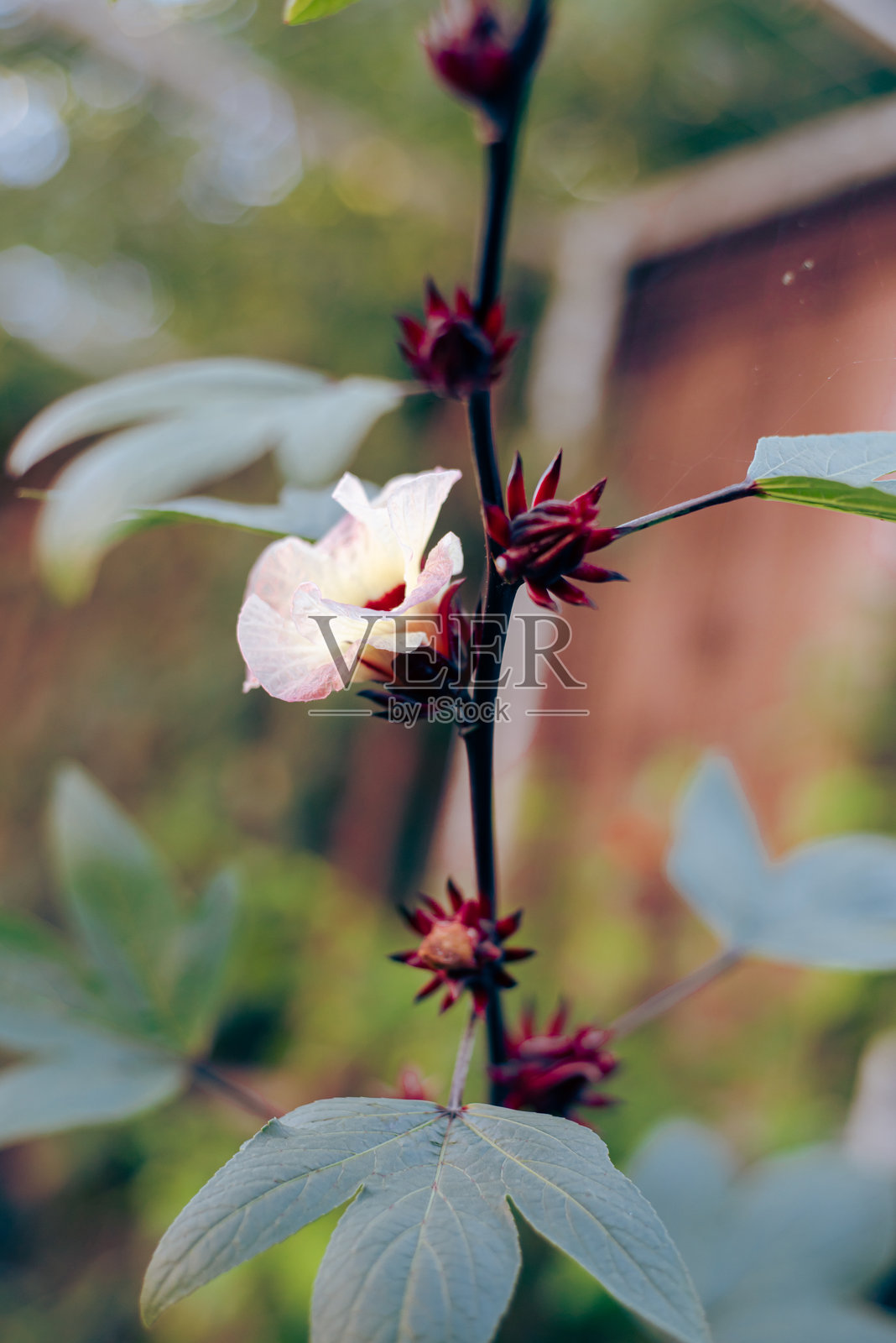 木栅栏背景和盛开的粉色洛神花（Hibiscus sabdariffa）或亚洲酸叶在德克萨斯州达拉斯的后院花园中，自家种植的开花植物，具有可食用的叶子和花萼。照片摄影图片